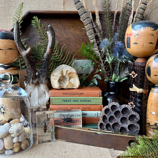 Cabinets of Curiosities: Old Ideas for Modern Homes