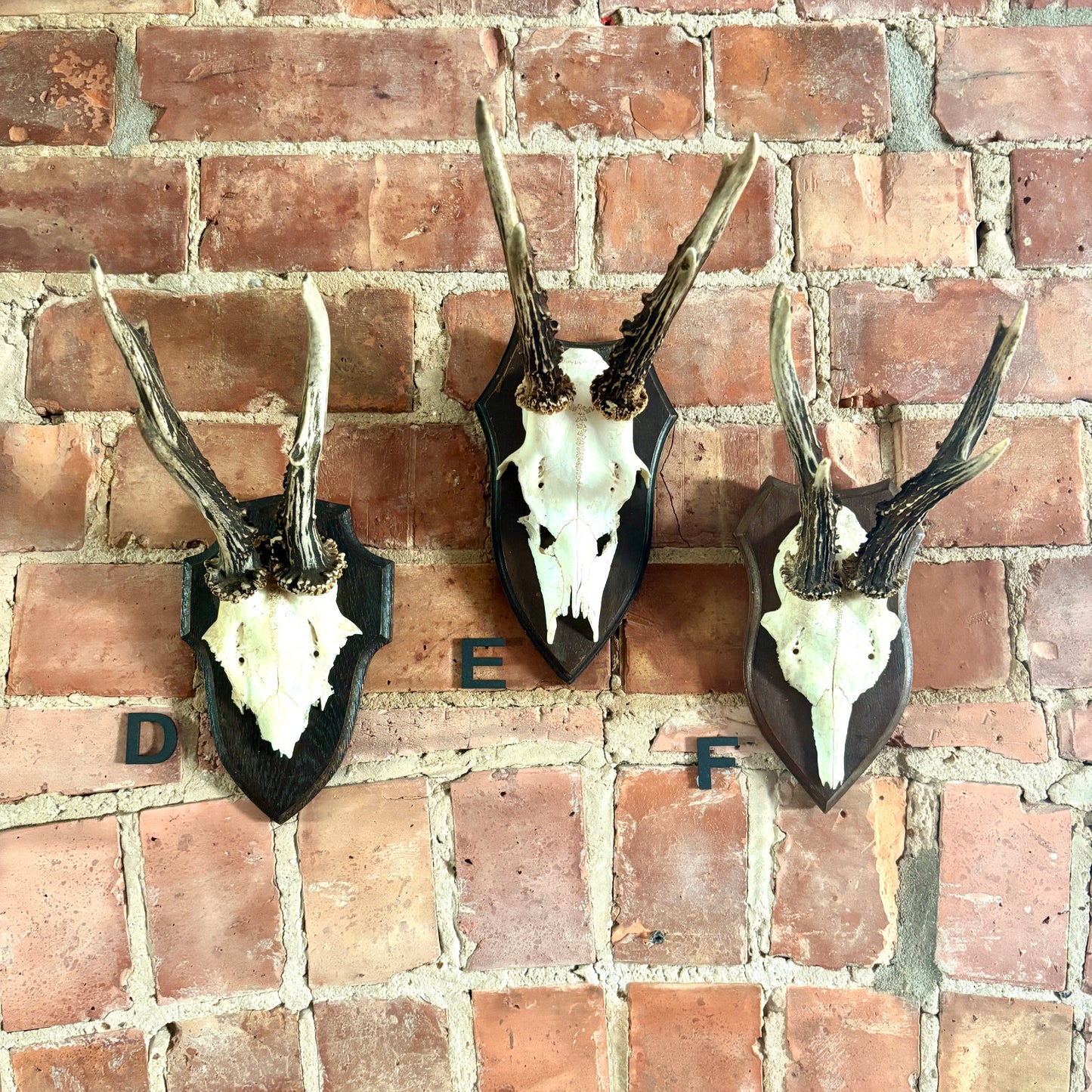 Vintage Mounted Roe Deer Antlers