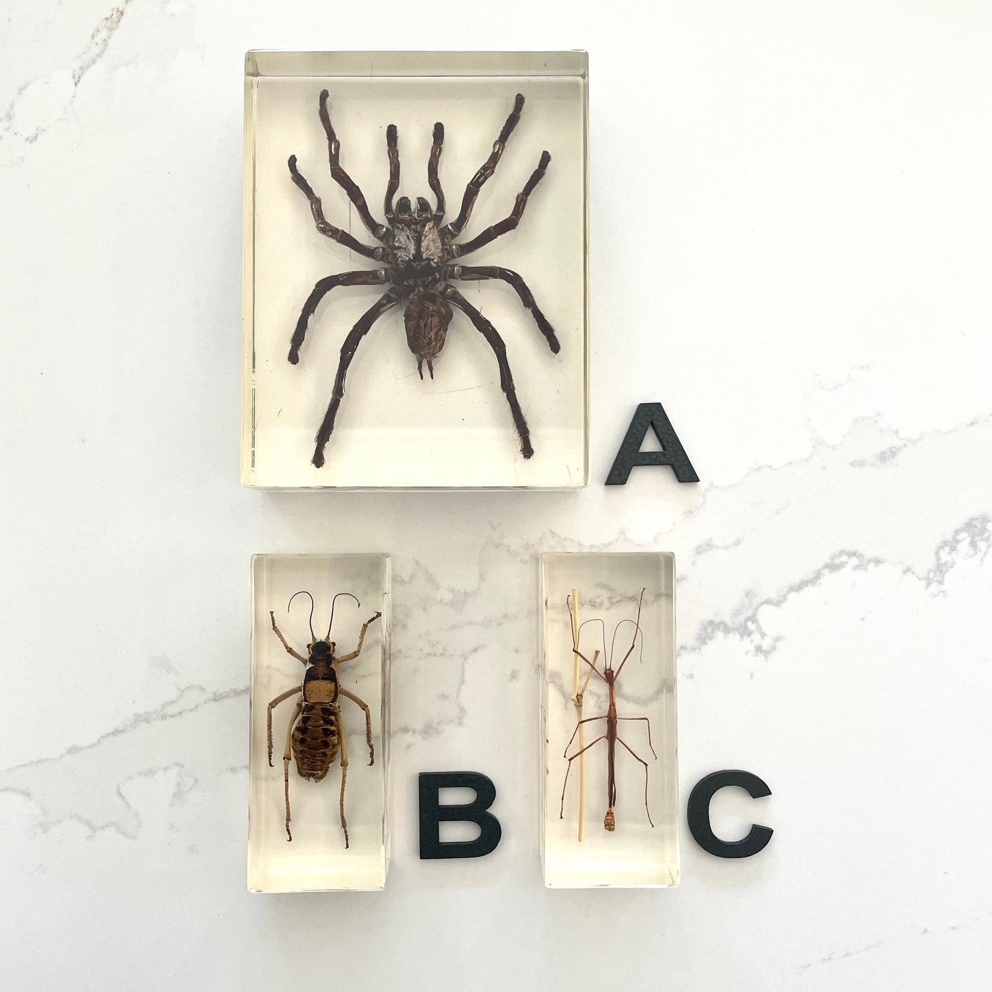 Vintage insect specimens