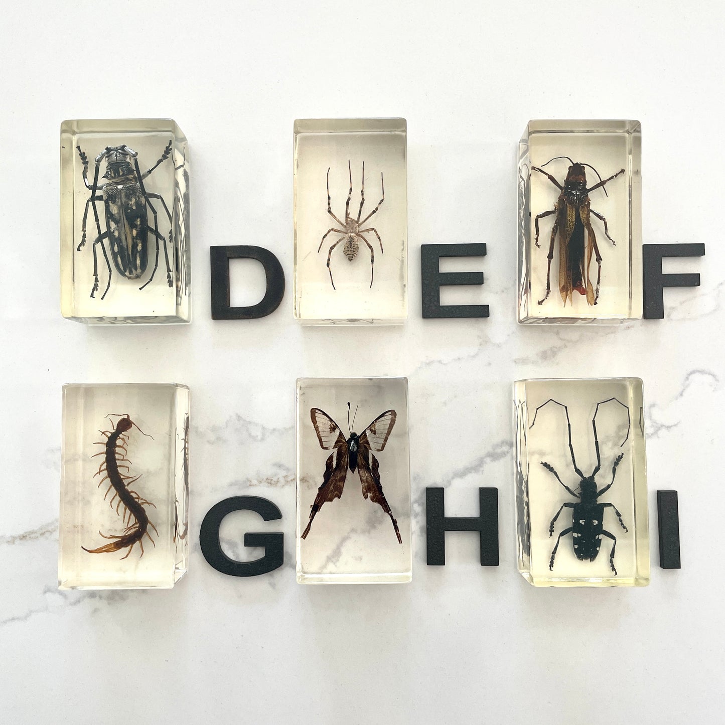 Vintage insect specimens