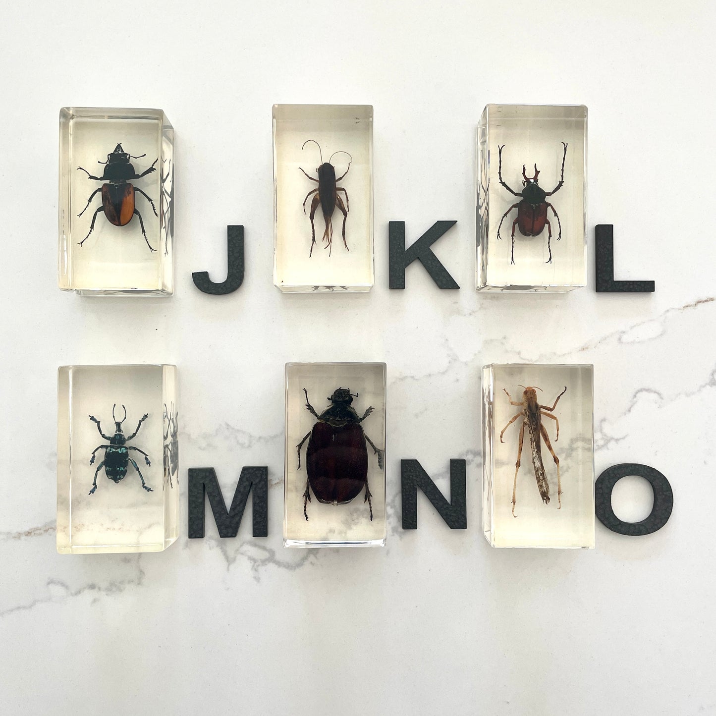 Vintage insect specimens