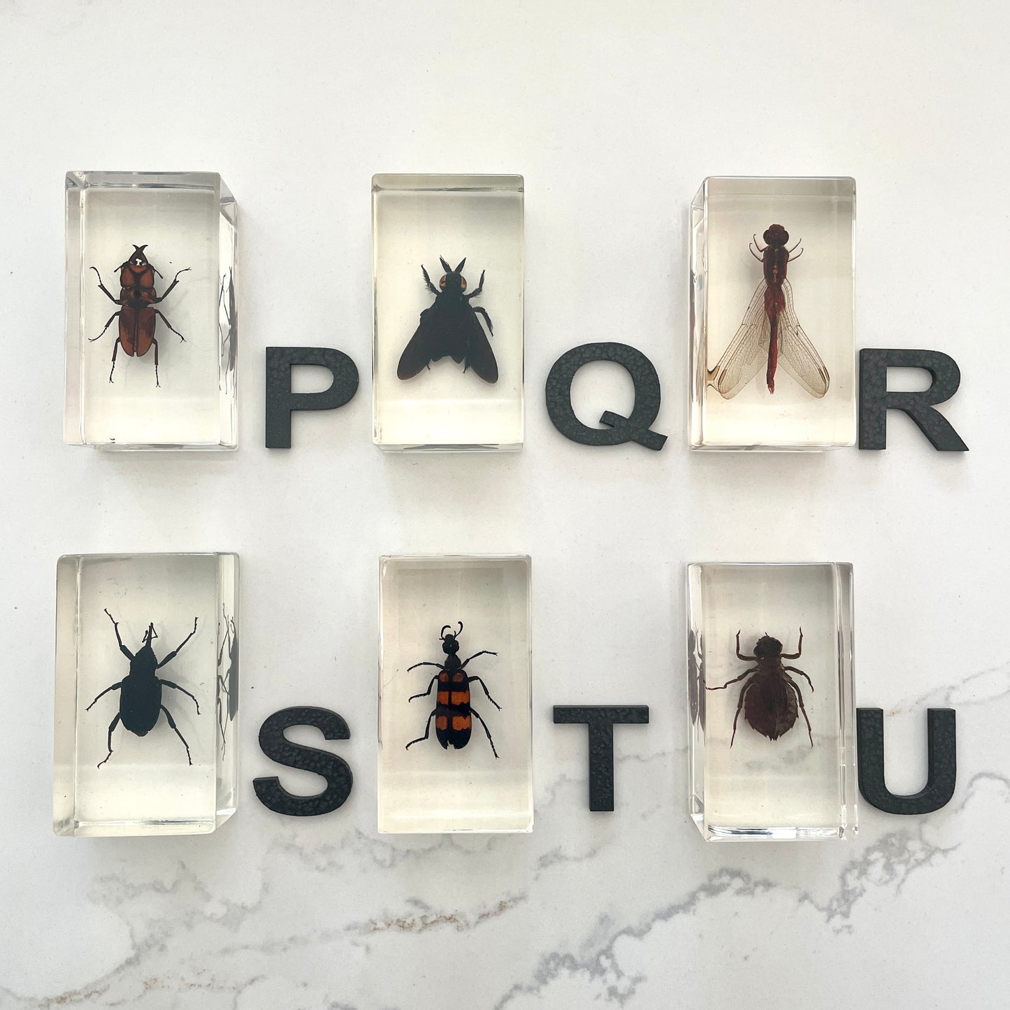 Vintage insect specimens