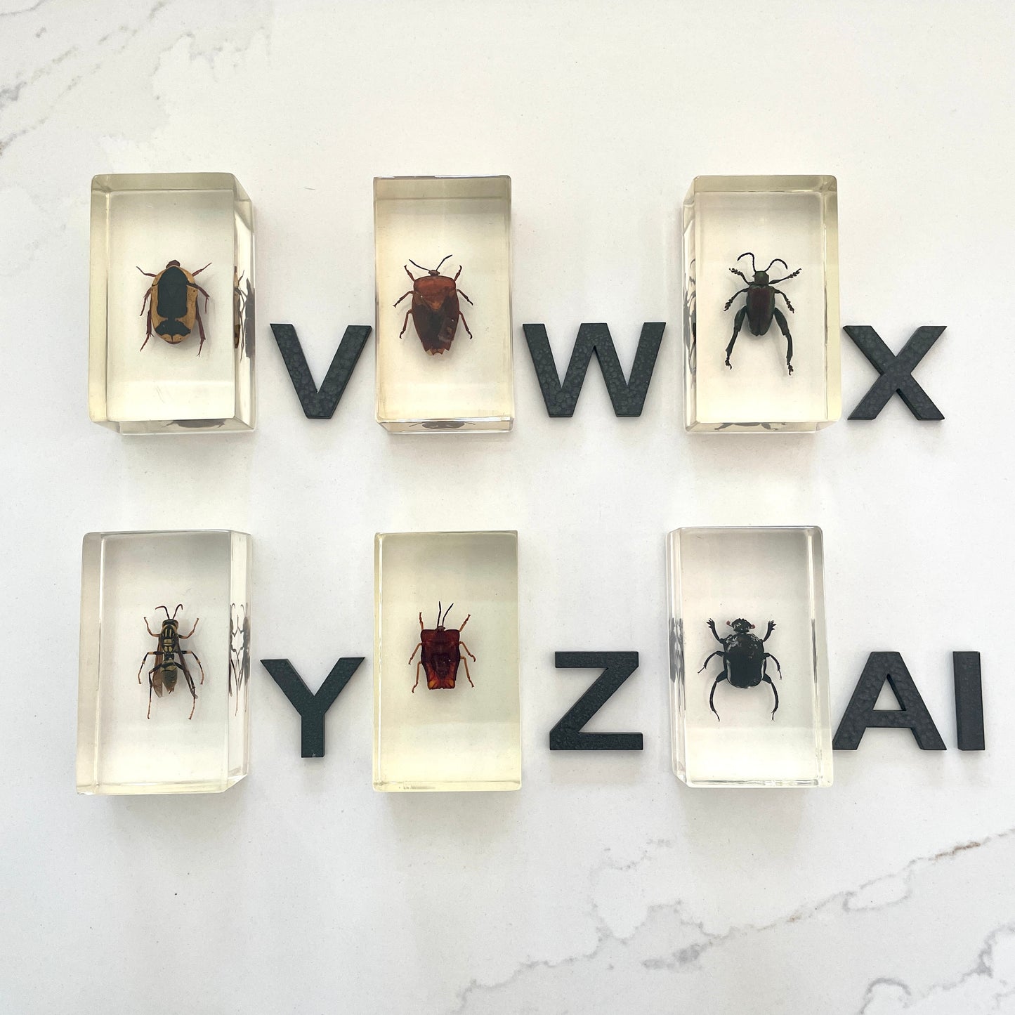 Vintage insect specimens