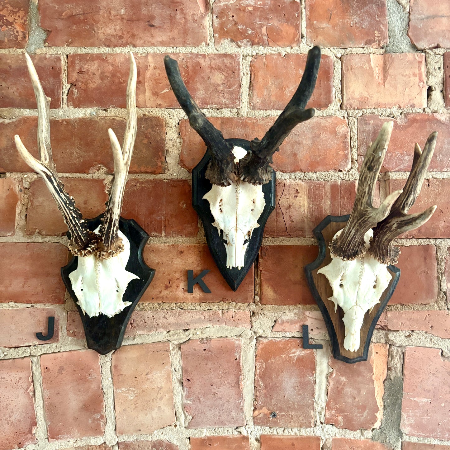 Vintage Mounted Roe Deer Antlers