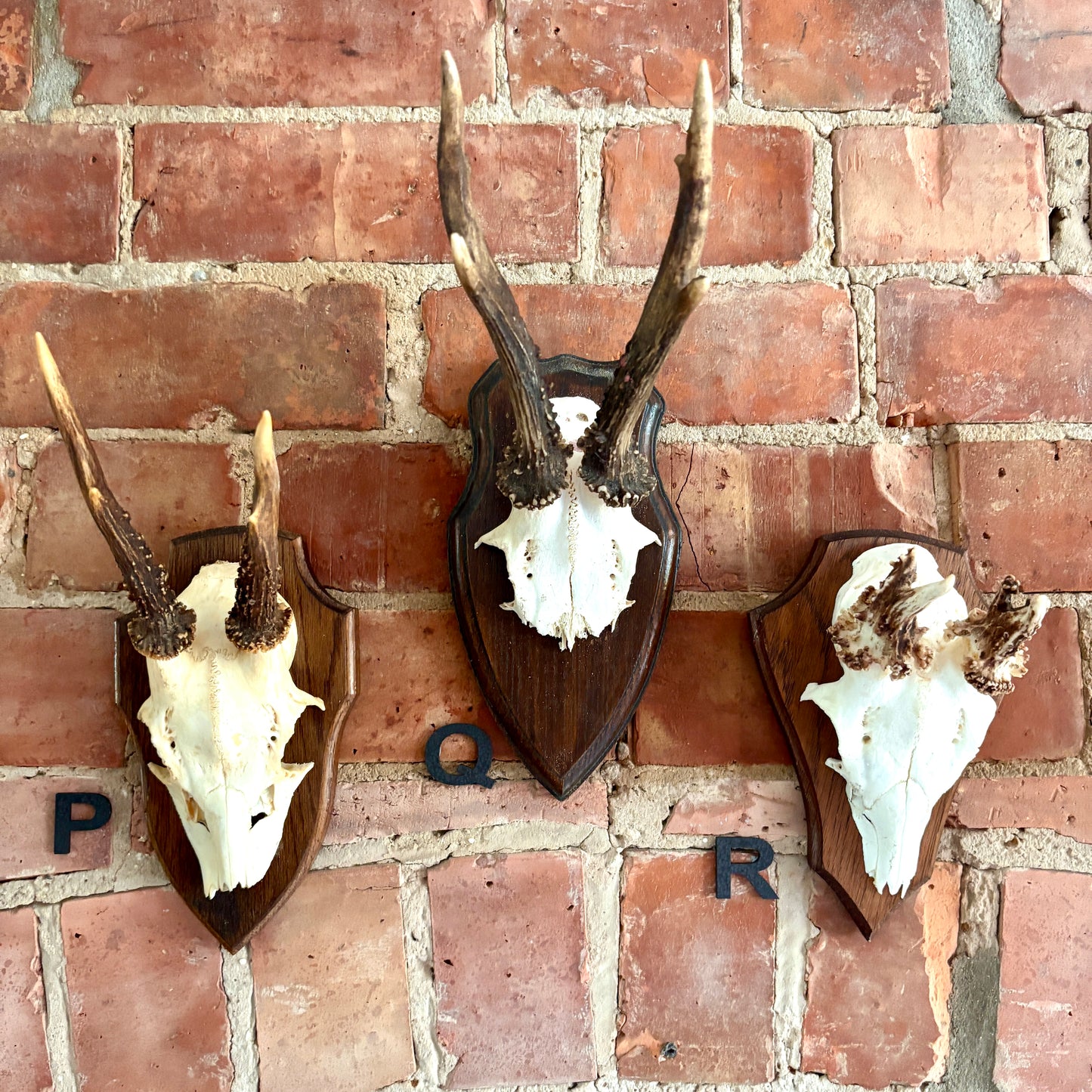 Vintage Mounted Roe Deer Antlers