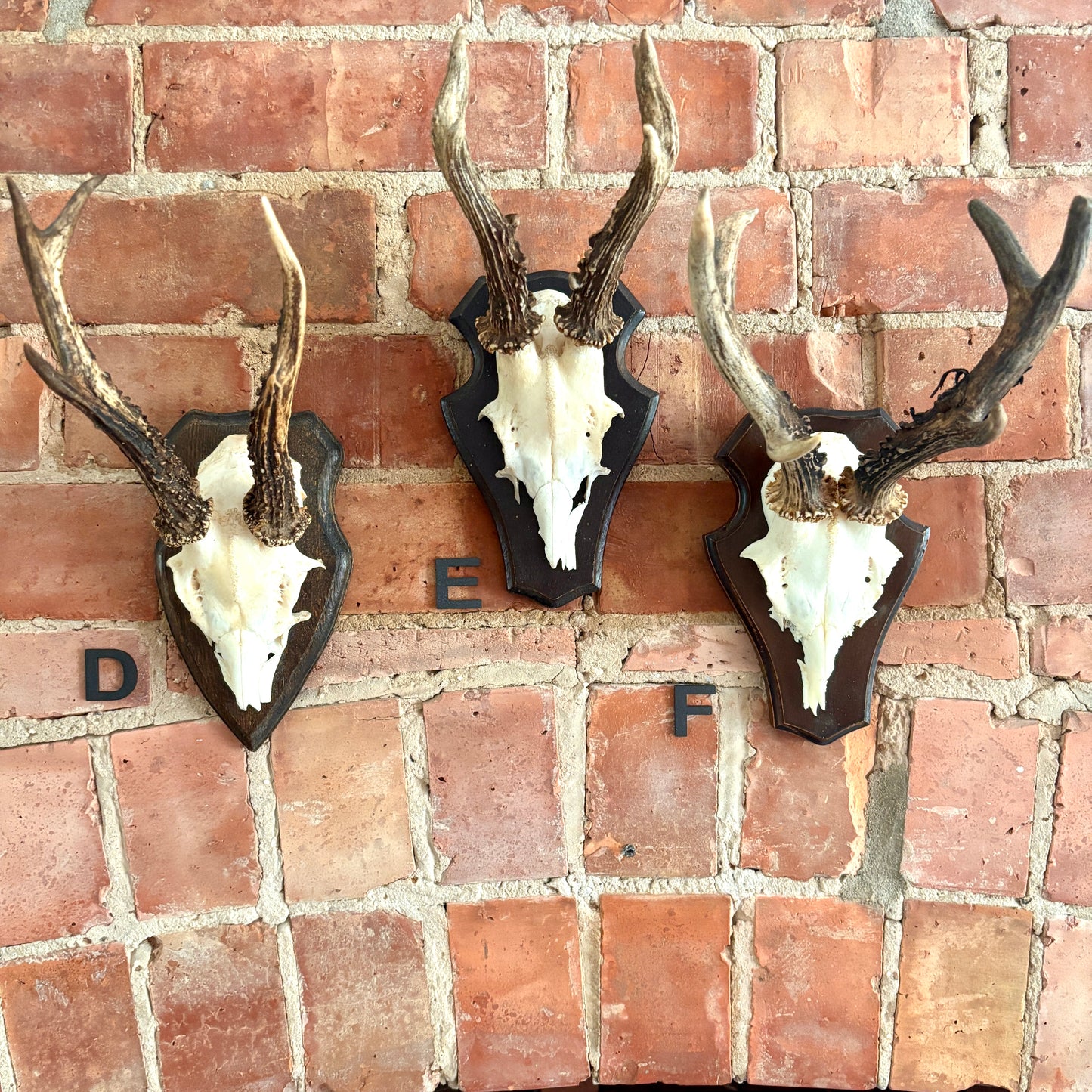 Vintage Mounted Roe Deer Antlers