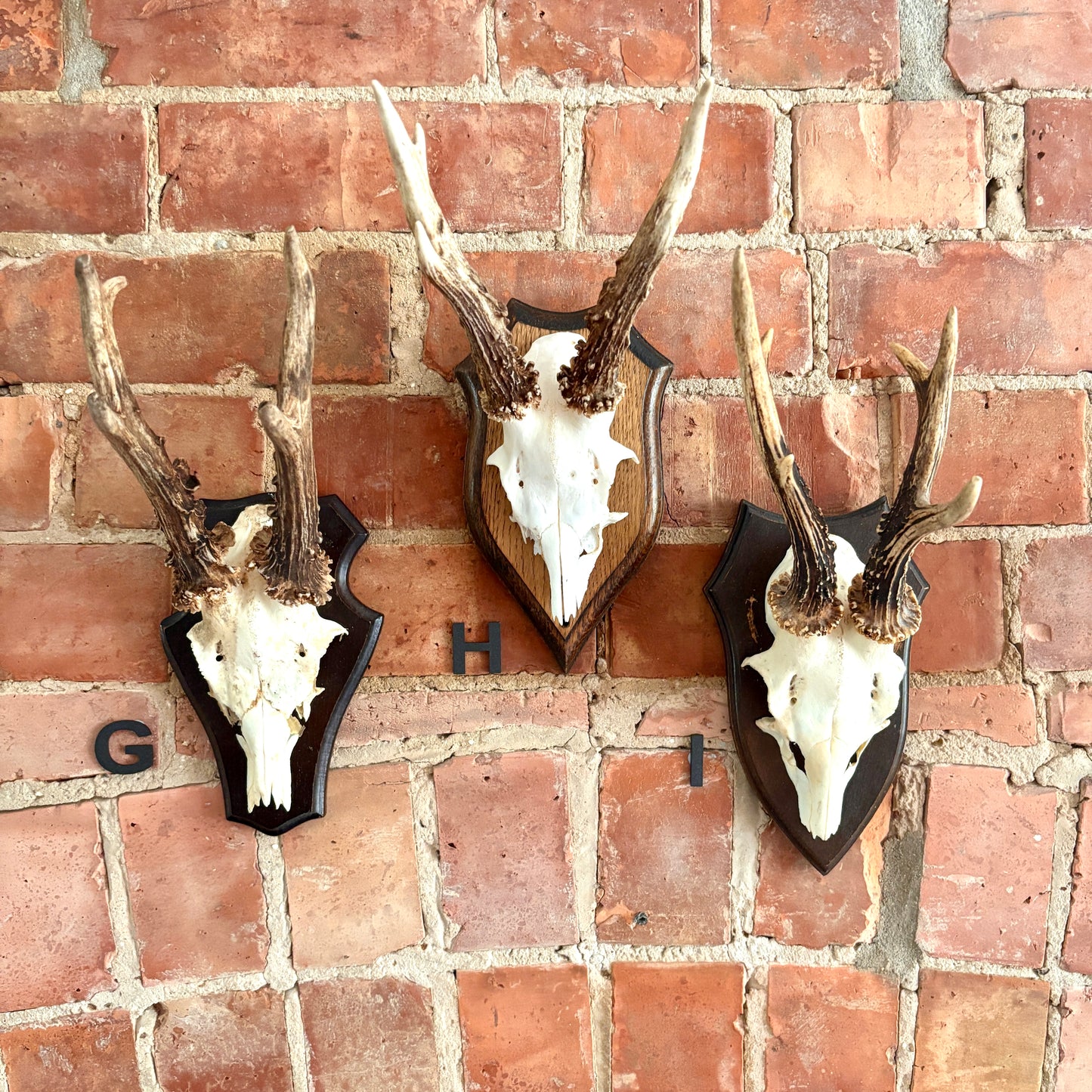 Vintage Mounted Roe Deer Antlers