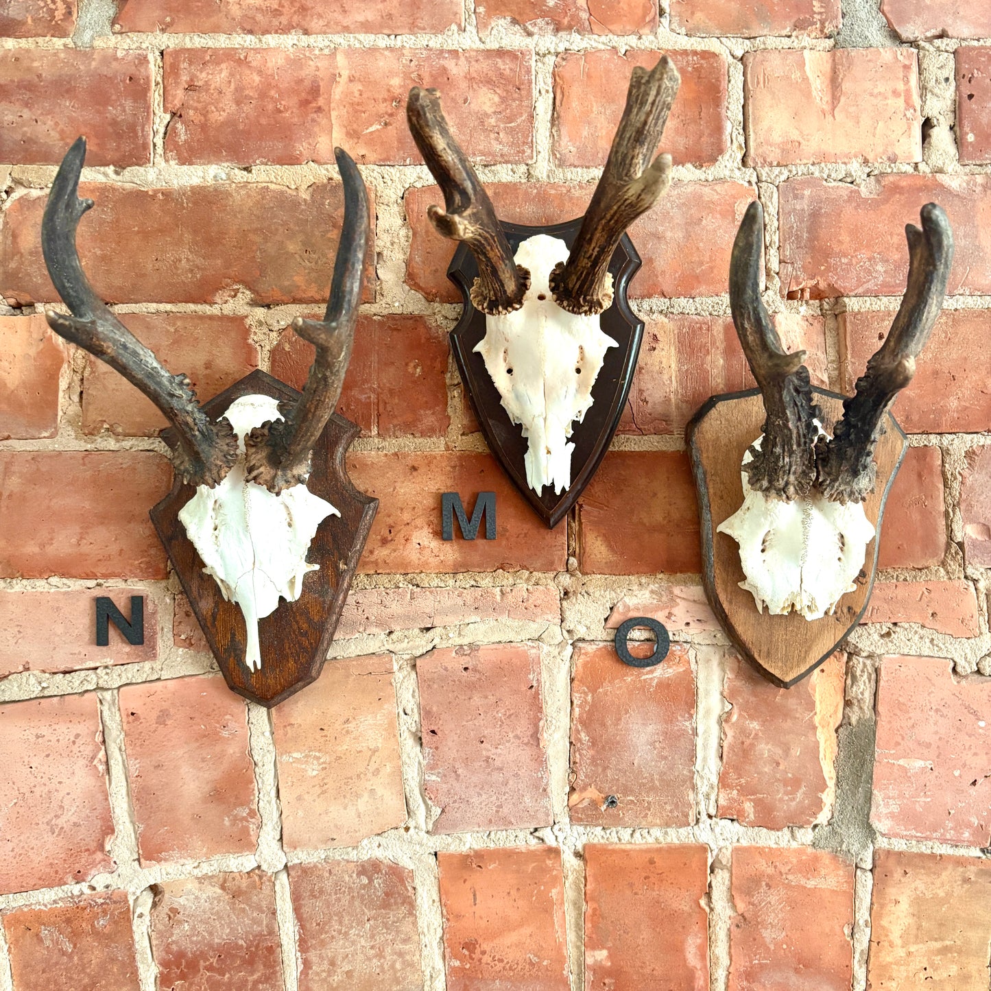 Vintage Mounted Roe Deer Antlers