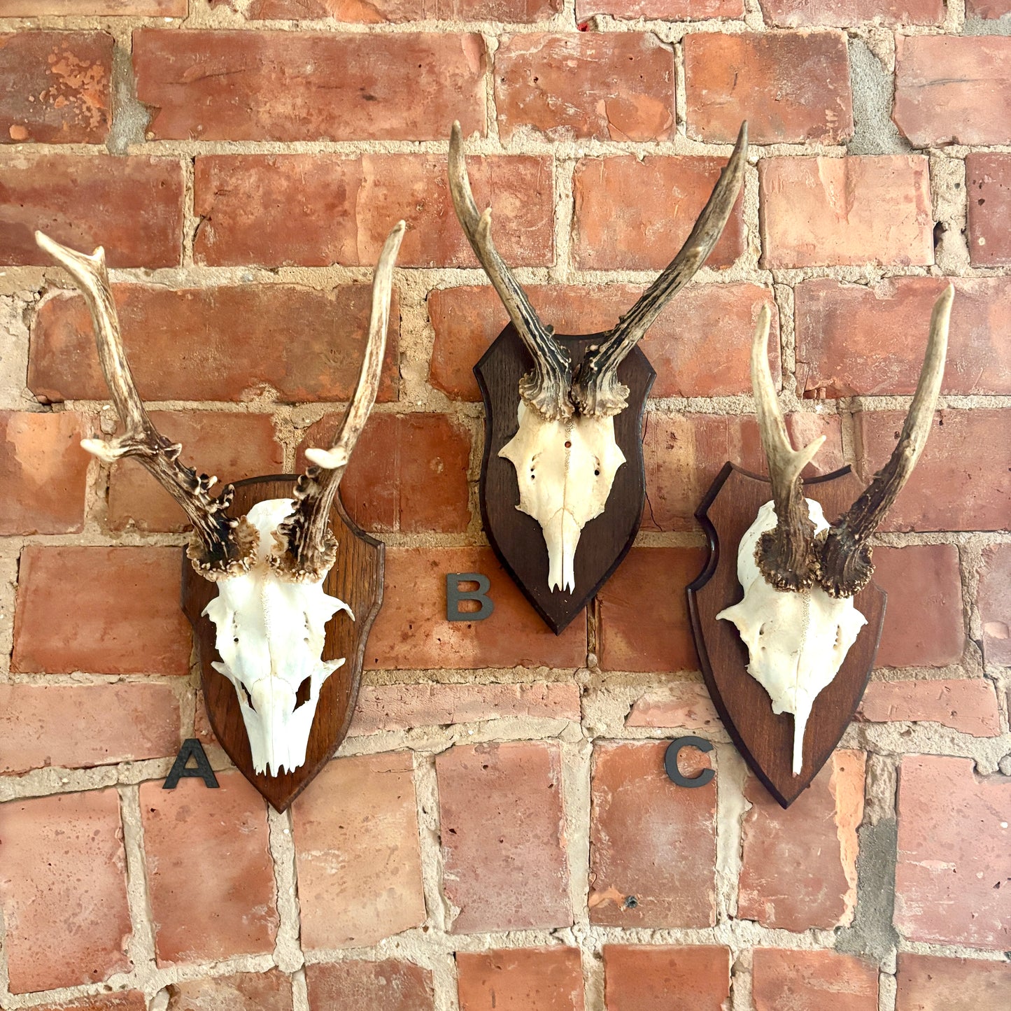 Vintage Mounted Roe Deer Antlers