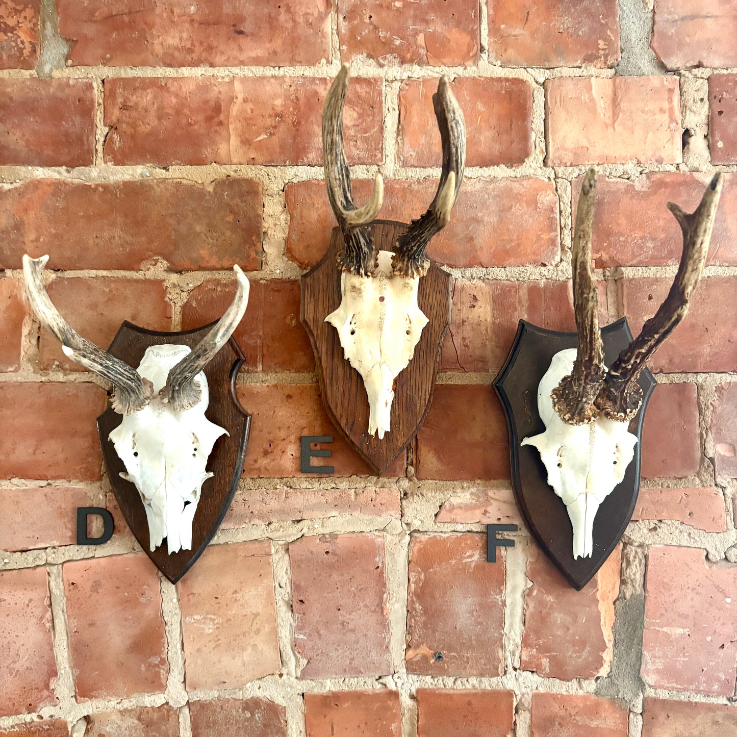 Vintage Mounted Roe Deer Antlers