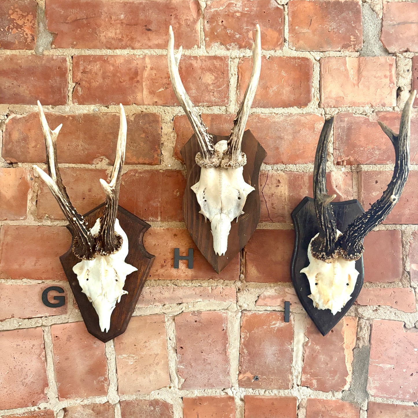 Vintage Mounted Roe Deer Antlers
