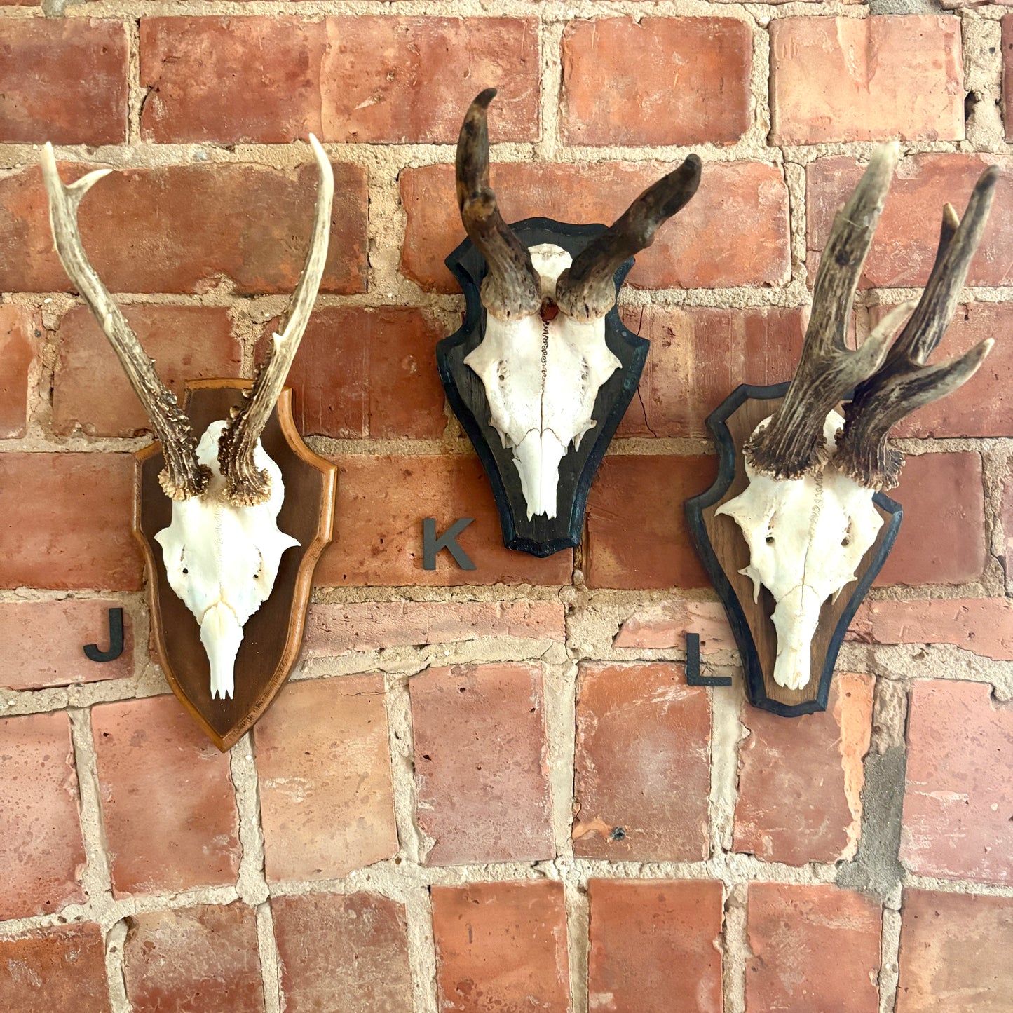 Vintage Mounted Roe Deer Antlers