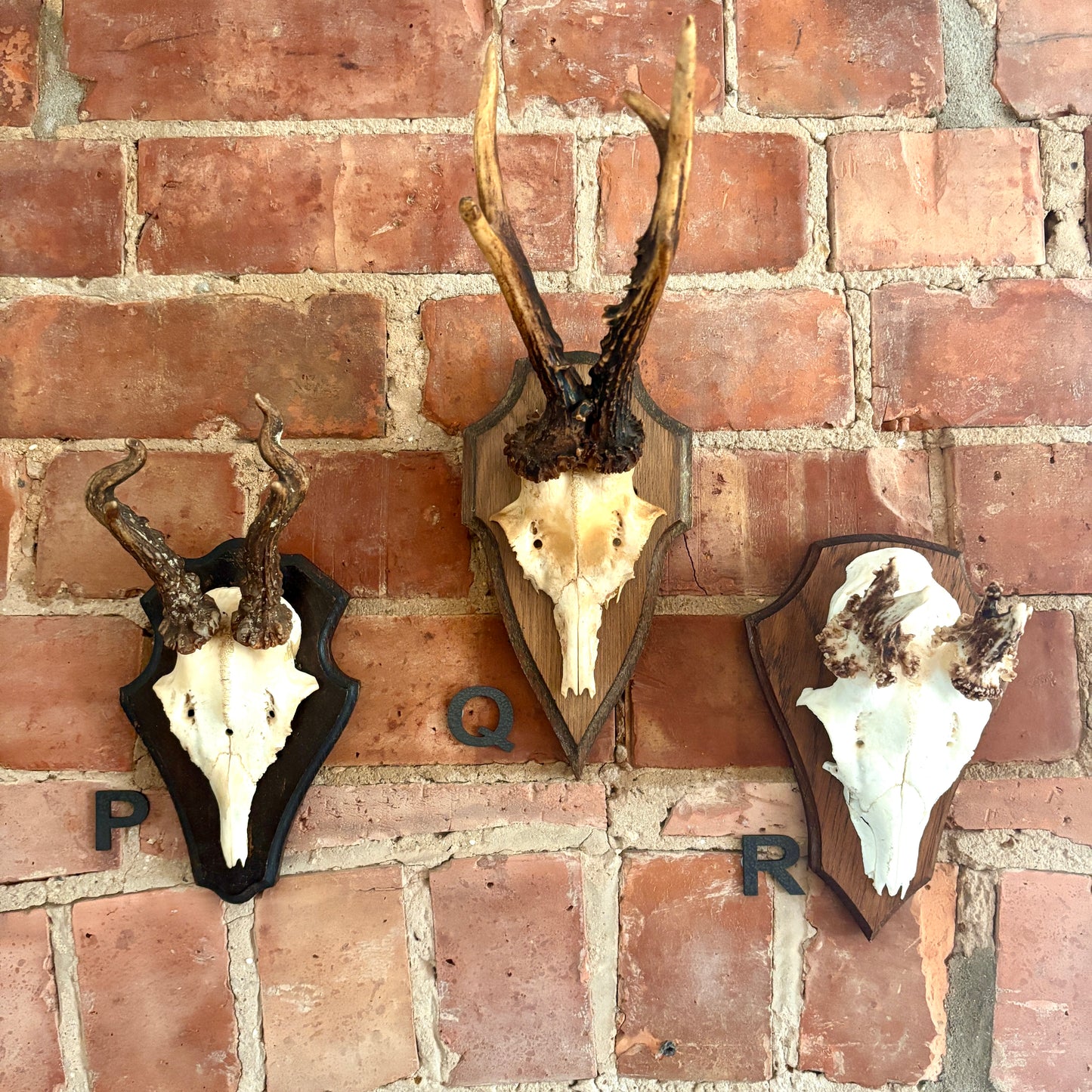 Vintage Mounted Roe Deer Antlers