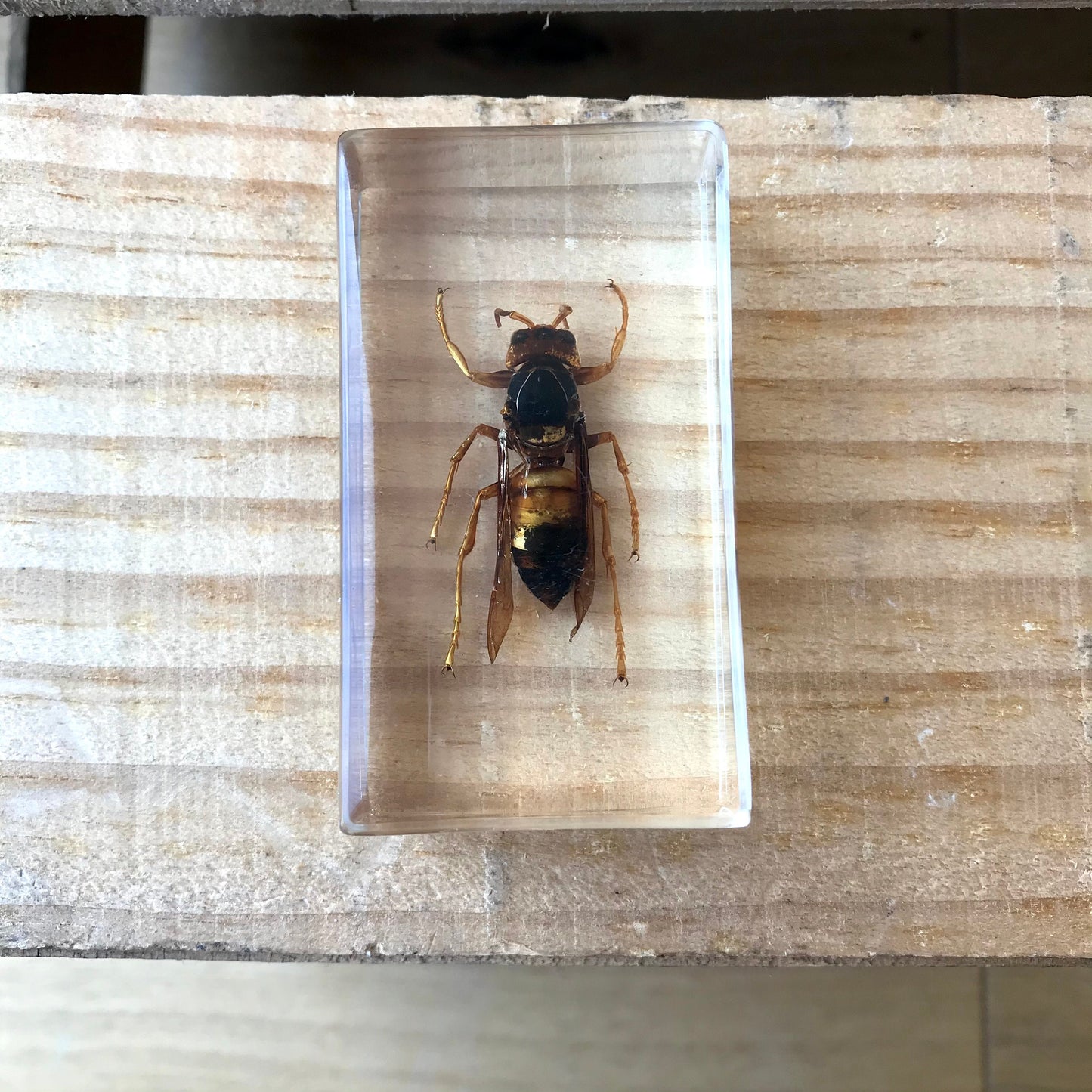 Vintage insect specimens