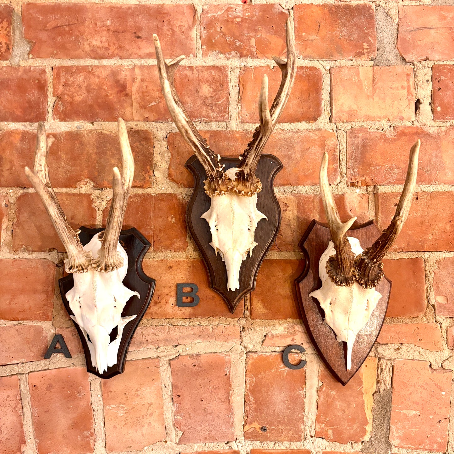 Vintage Mounted Roe Deer Antlers