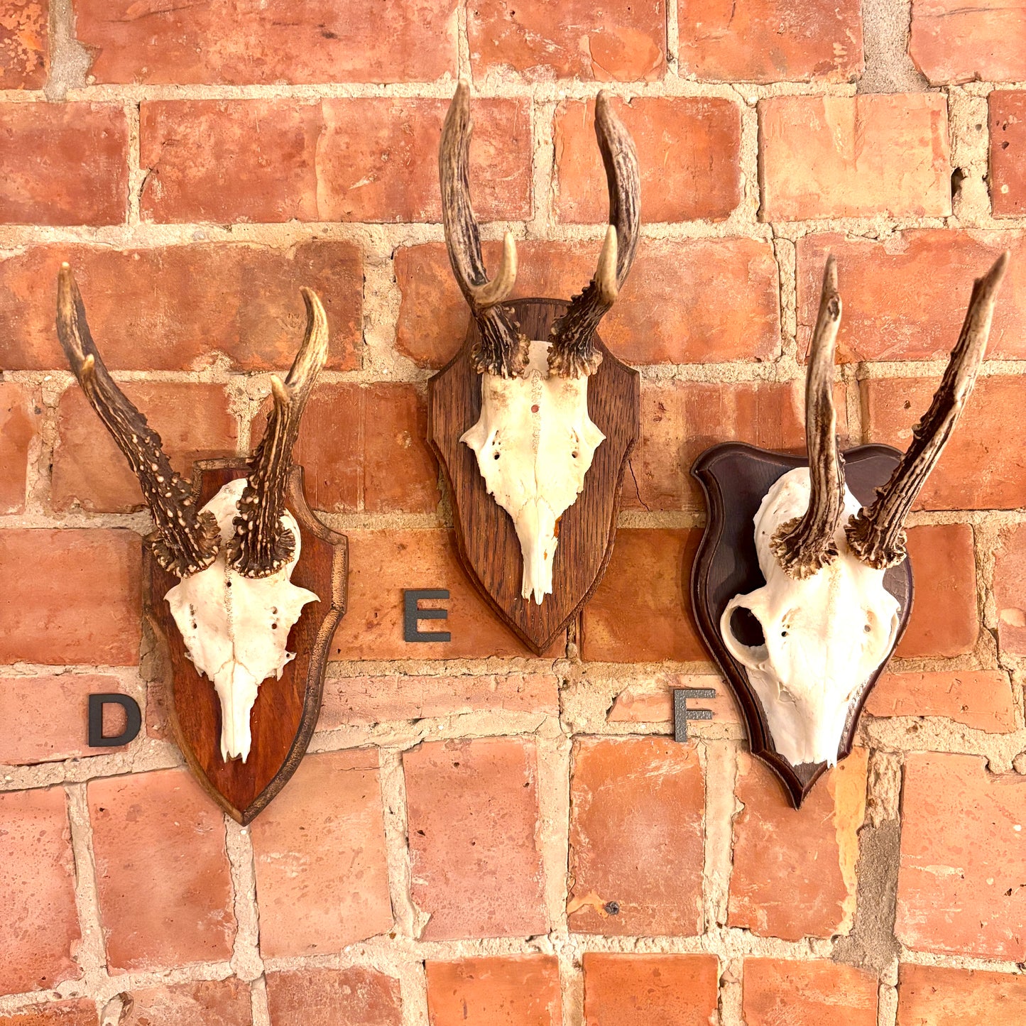 Vintage Mounted Roe Deer Antlers