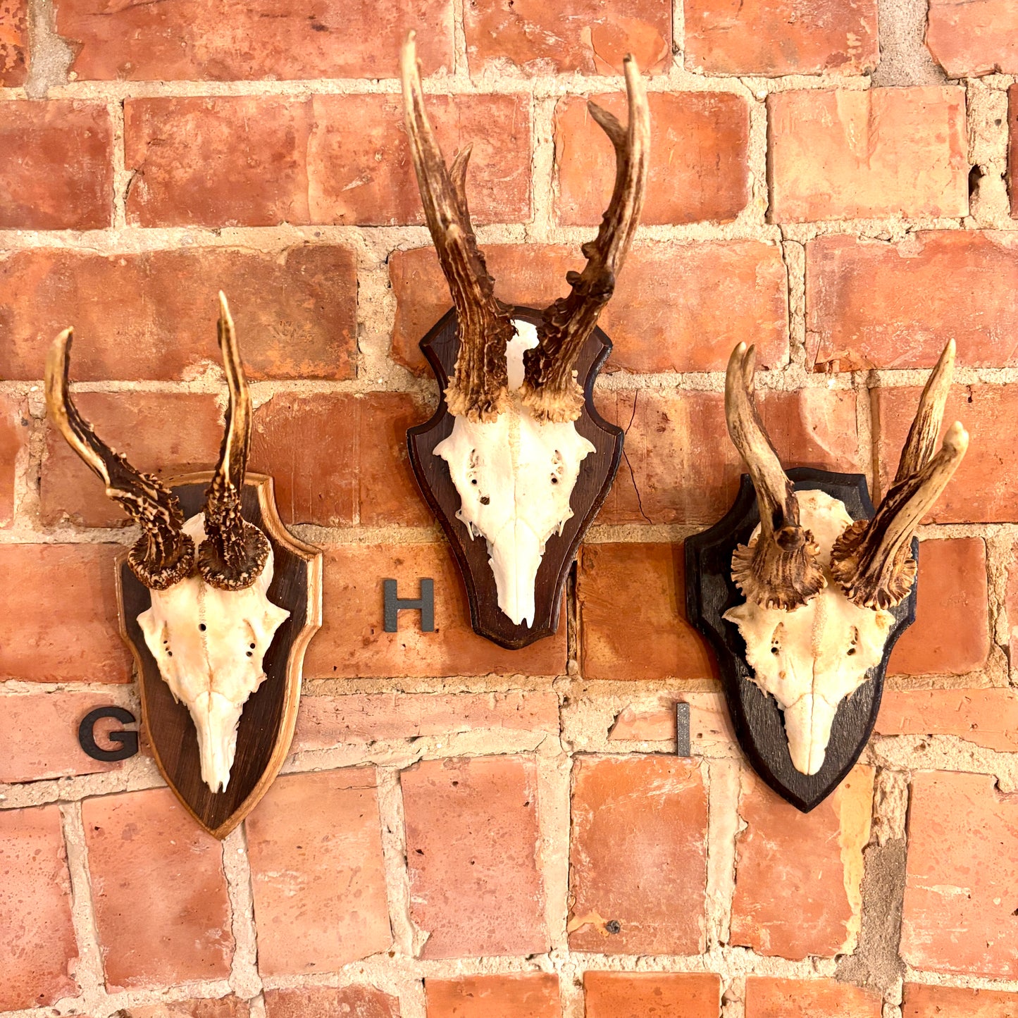 Vintage Mounted Roe Deer Antlers