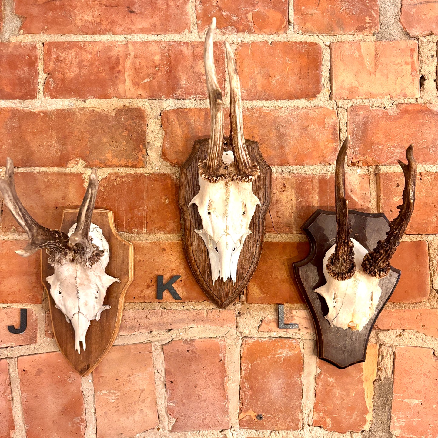 Vintage Mounted Roe Deer Antlers