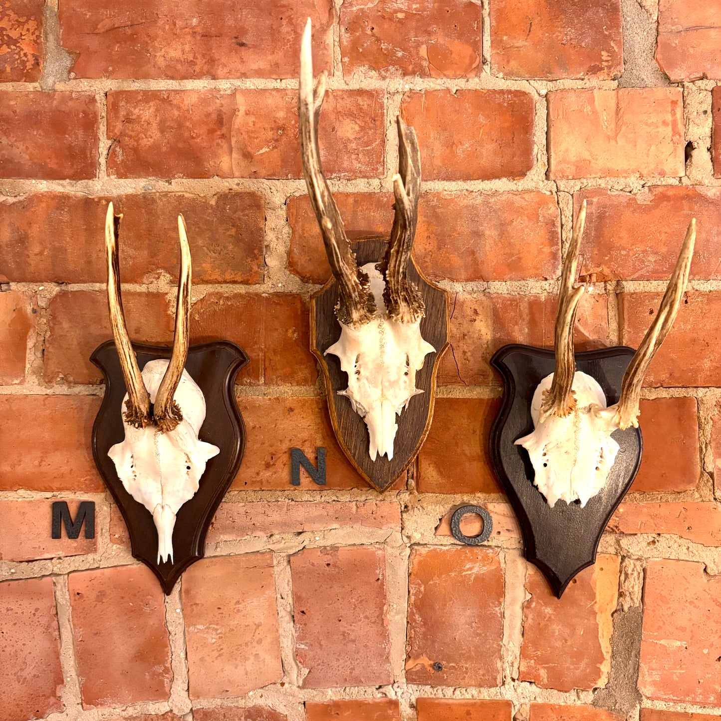 Vintage Mounted Roe Deer Antlers