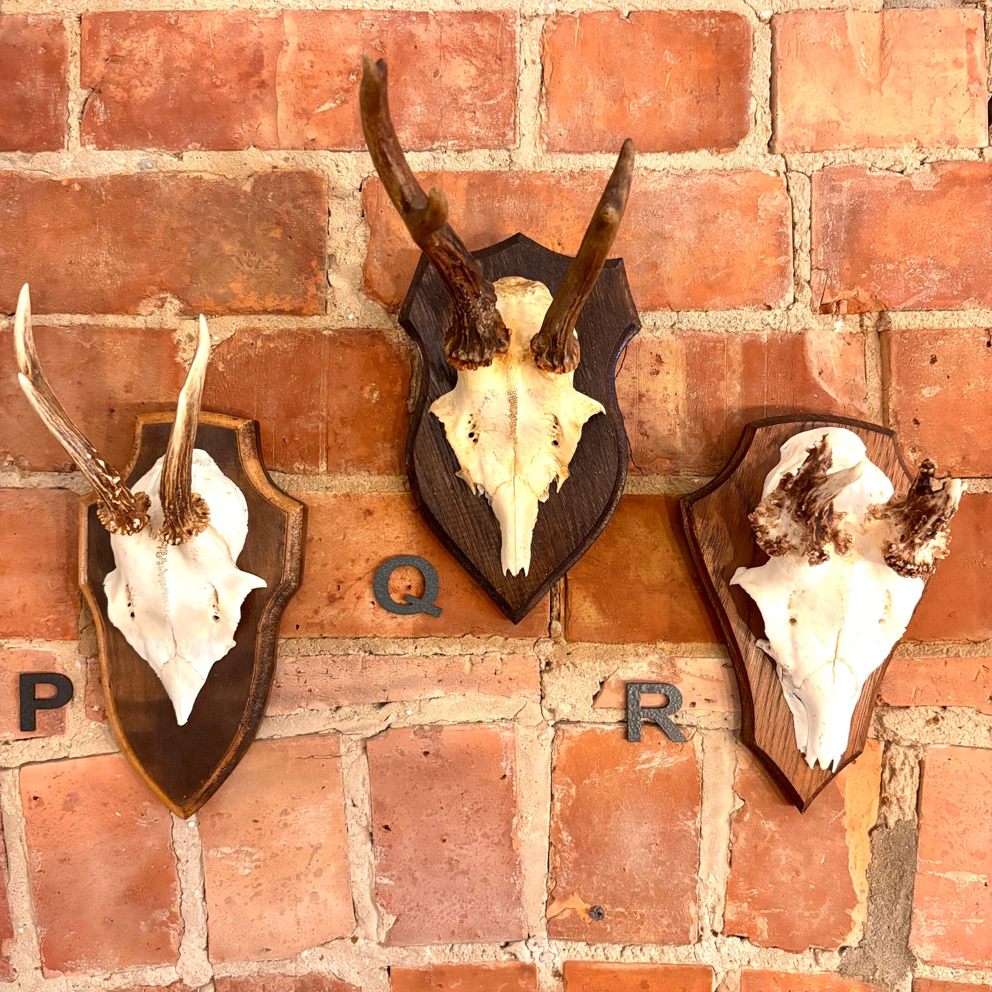 Vintage Mounted Roe Deer Antlers