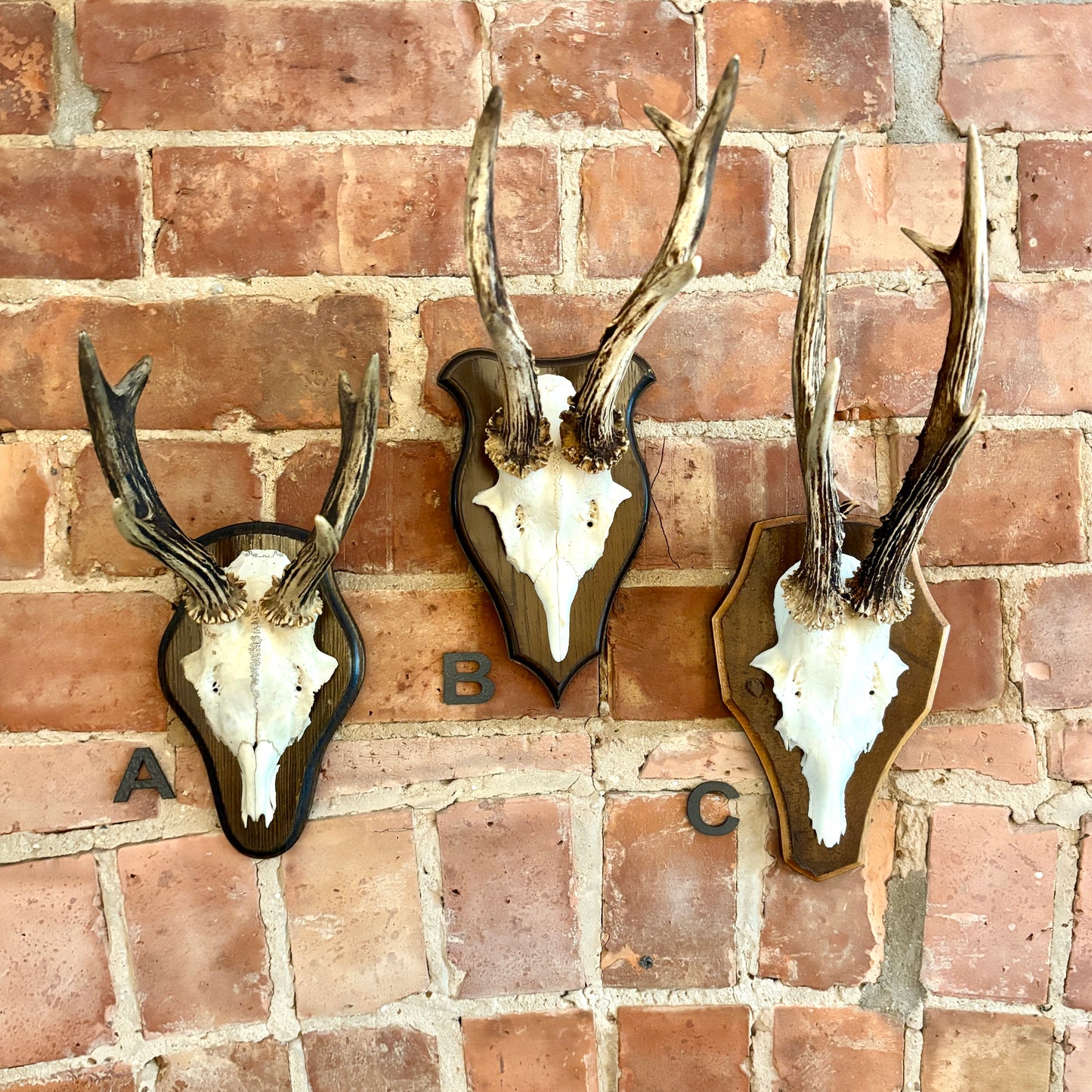 Vintage Mounted Roe Deer Antlers