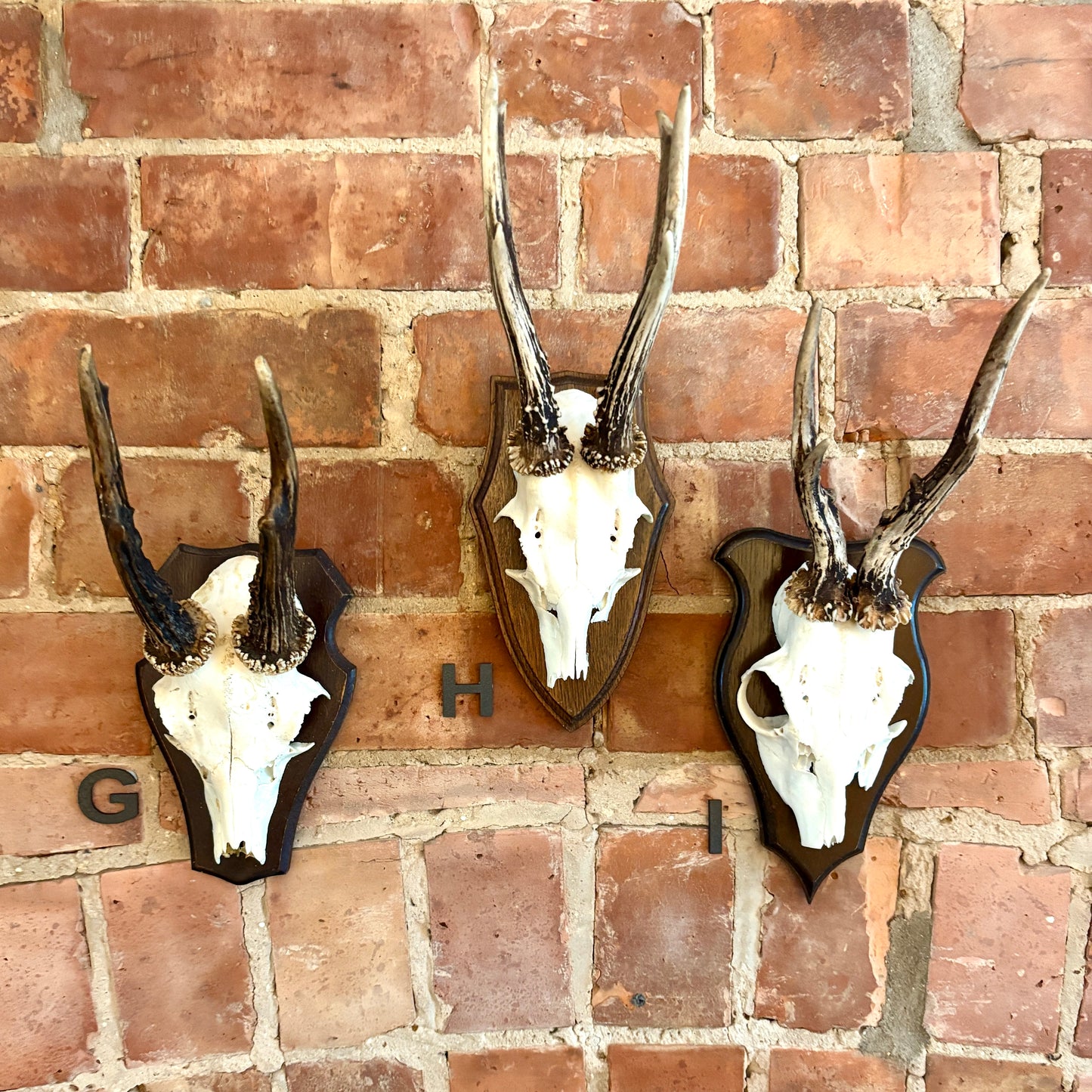 Vintage Mounted Roe Deer Antlers