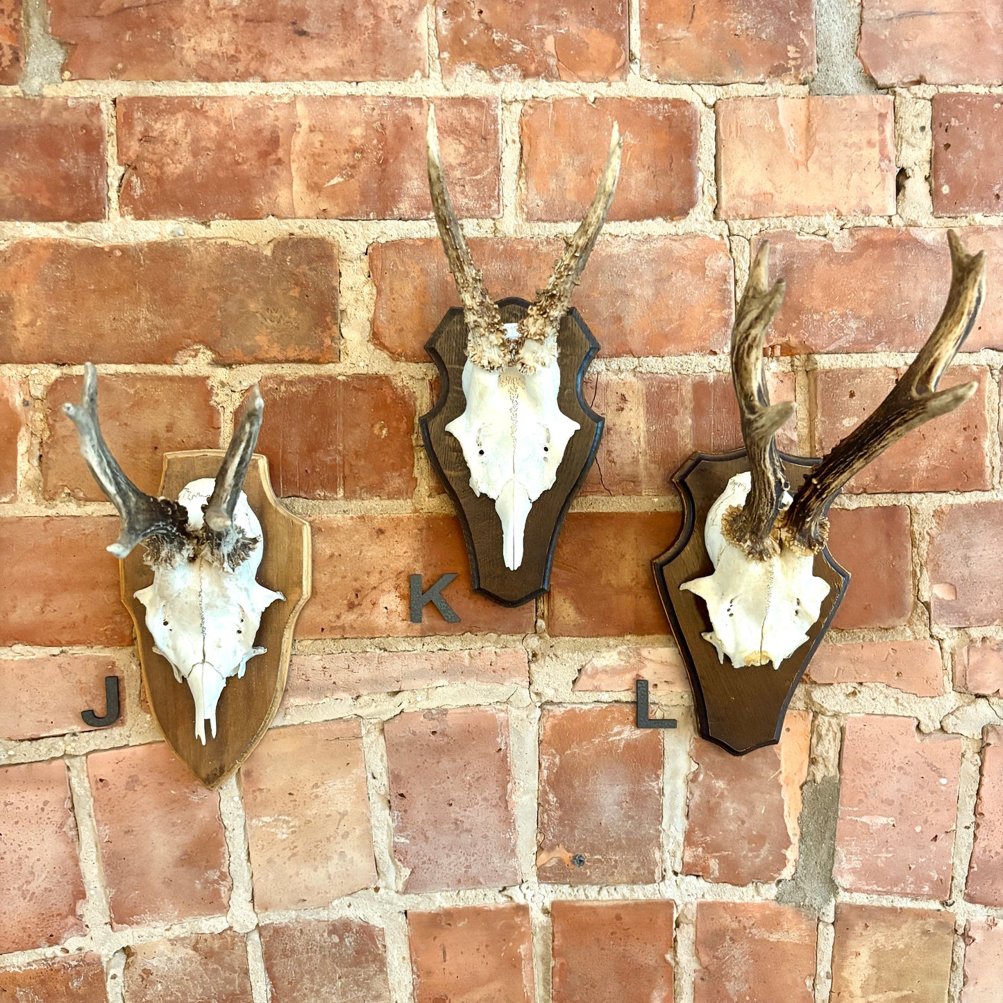 Vintage Mounted Roe Deer Antlers