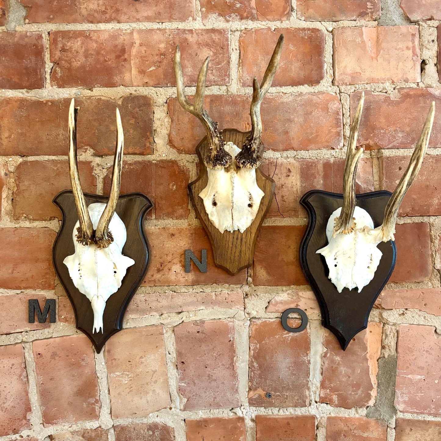 Vintage Mounted Roe Deer Antlers