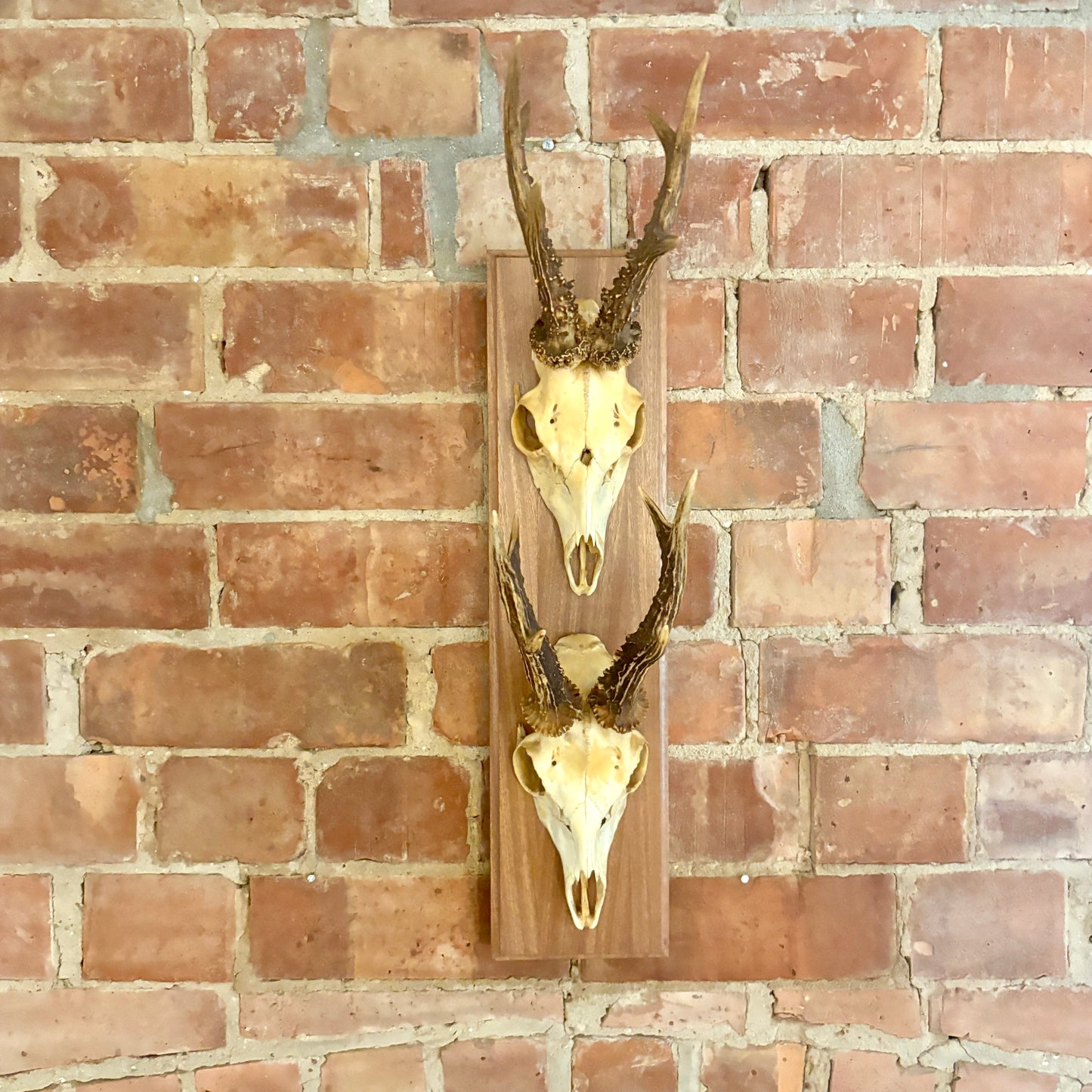 Large Vintage Double Mounted Roe Deer Antlers