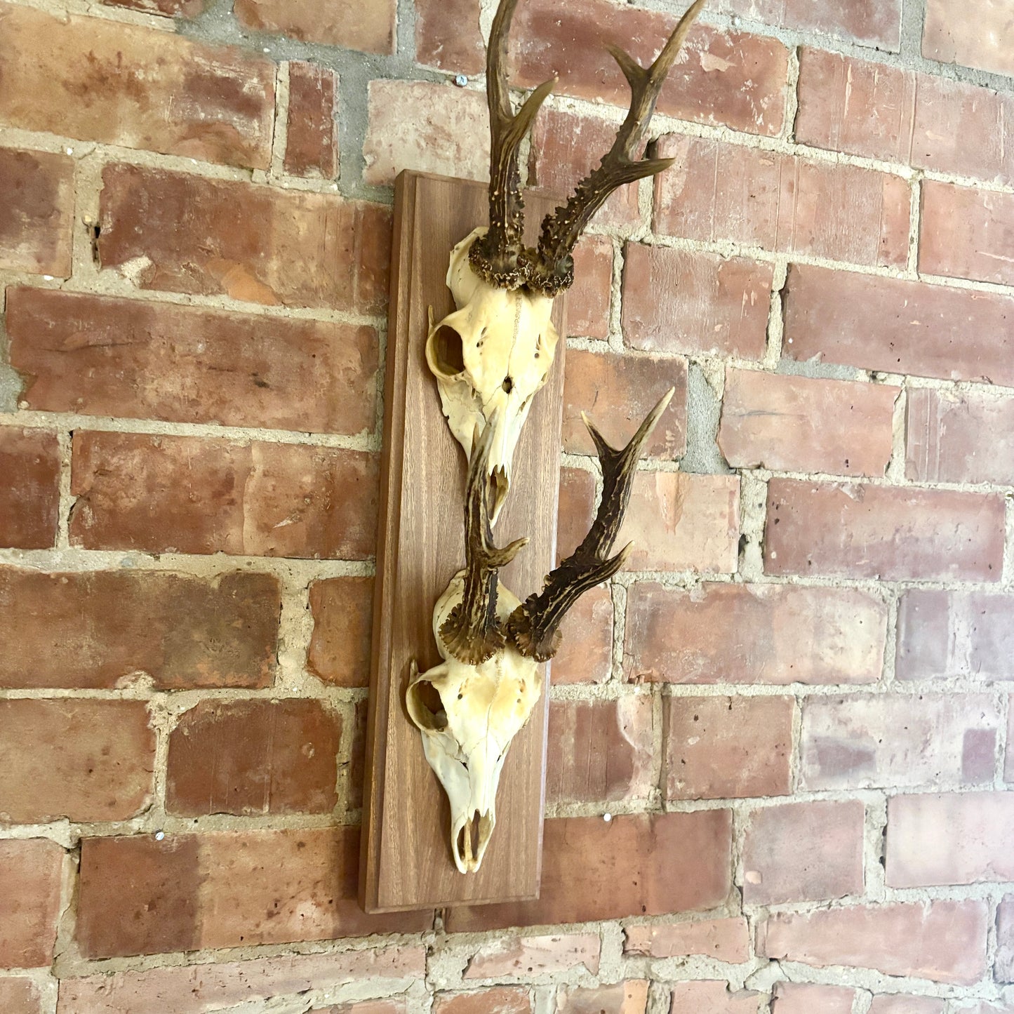Large Vintage Double Mounted Roe Deer Antlers