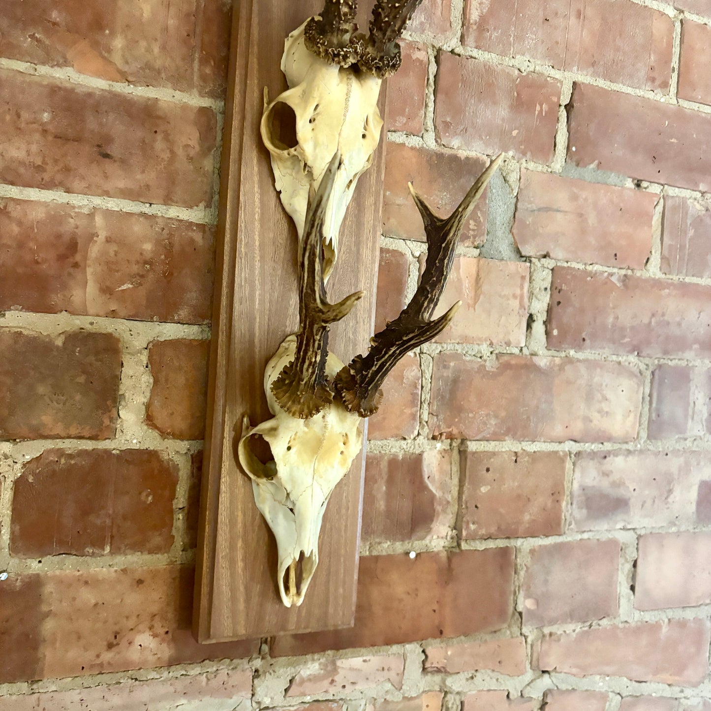 Large Vintage Double Mounted Roe Deer Antlers