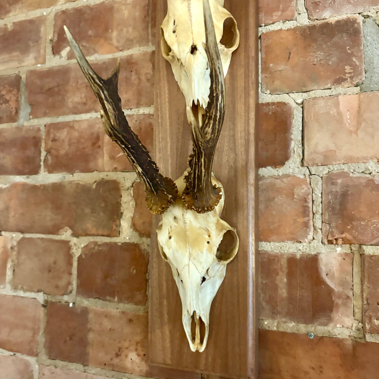 Large Vintage Double Mounted Roe Deer Antlers