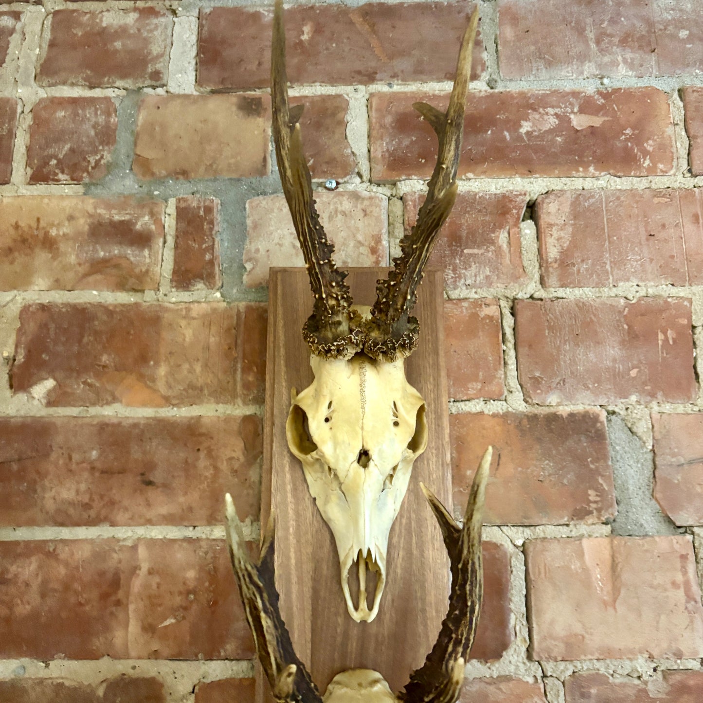 Large Vintage Double Mounted Roe Deer Antlers