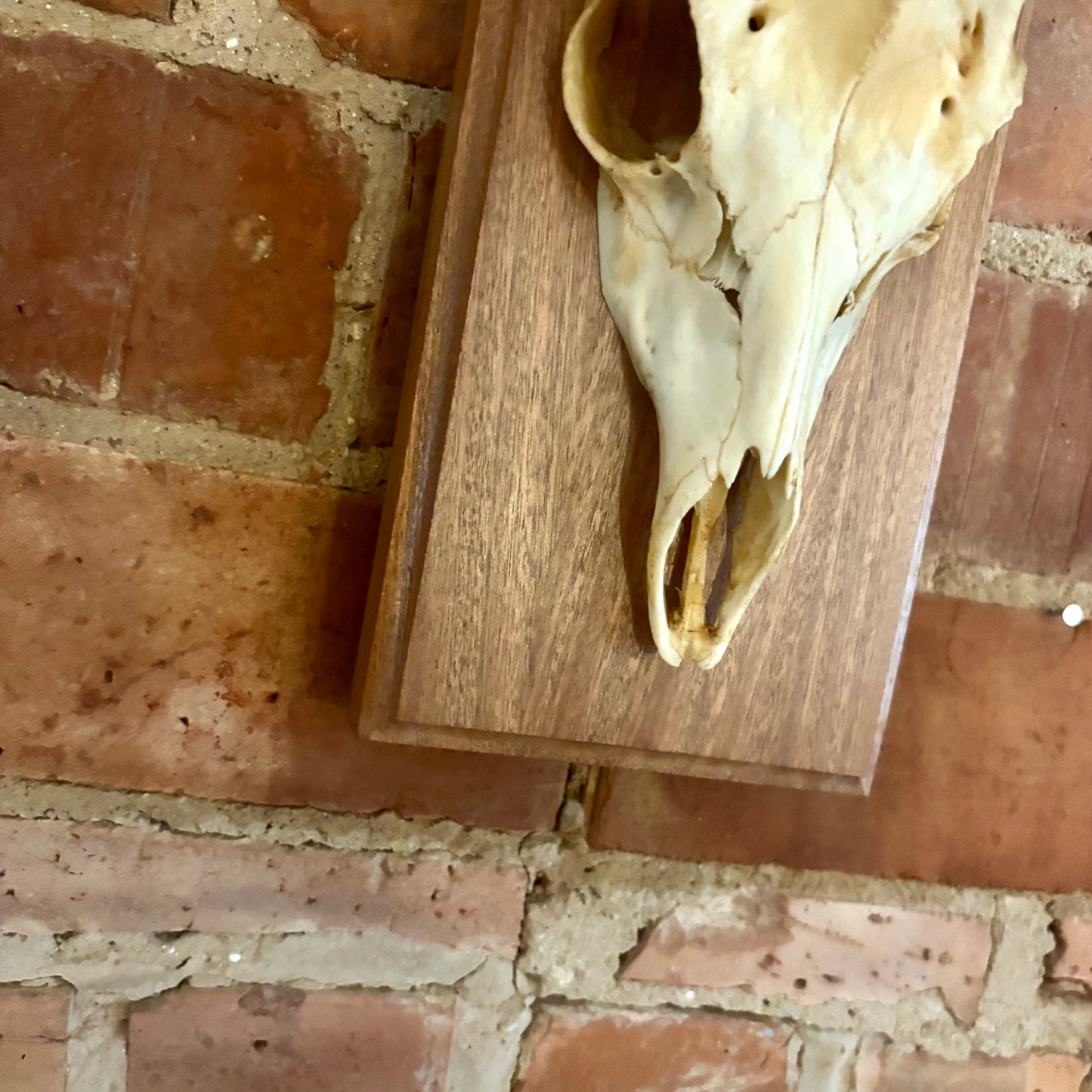 Large Vintage Double Mounted Roe Deer Antlers