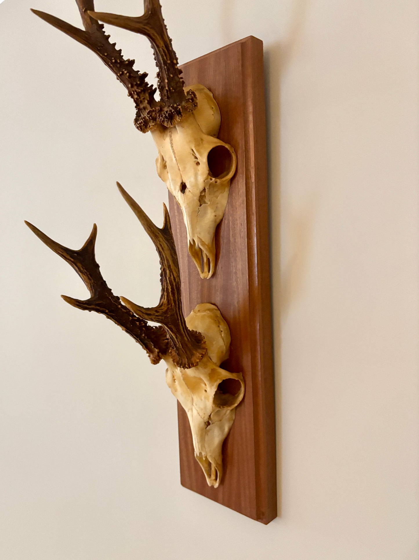 Large Vintage Double Mounted Roe Deer Antlers