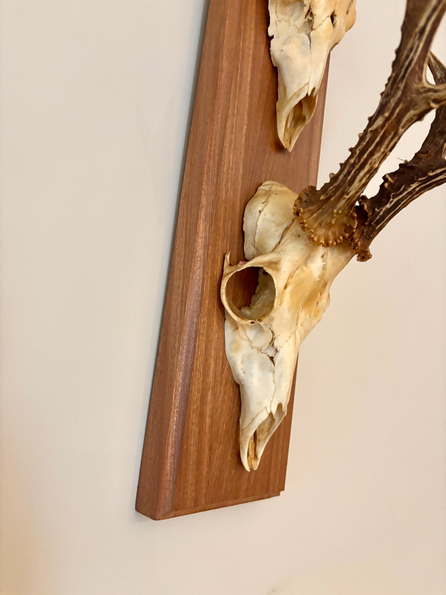 Large Vintage Double Mounted Roe Deer Antlers