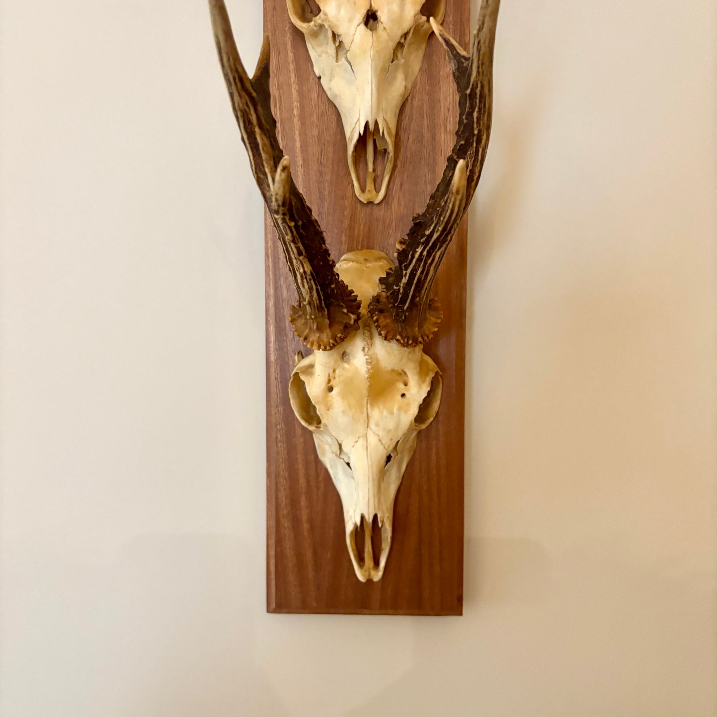 Large Vintage Double Mounted Roe Deer Antlers
