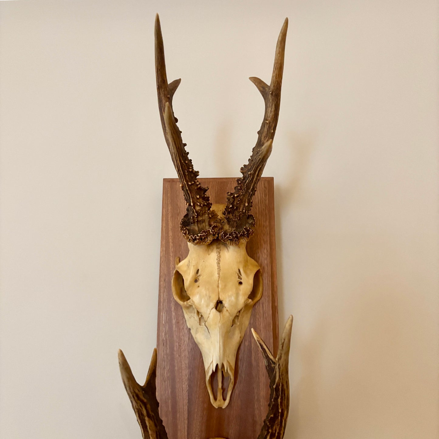 Large Vintage Double Mounted Roe Deer Antlers