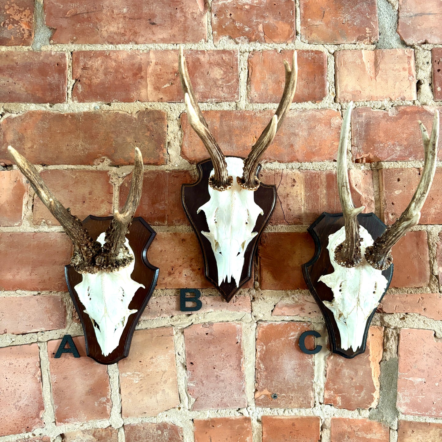 Vintage Mounted Roe Deer Antlers