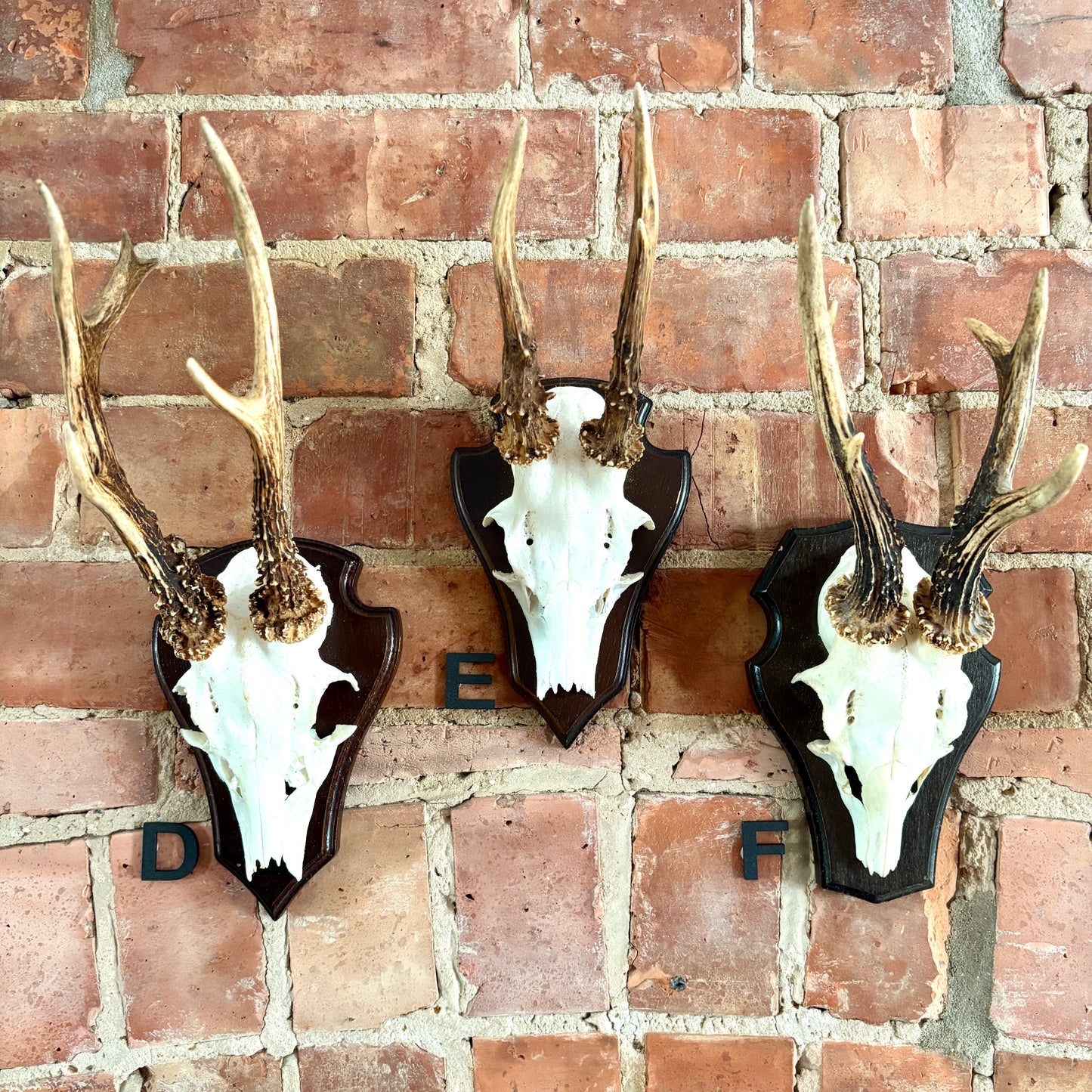 Vintage Mounted Roe Deer Antlers