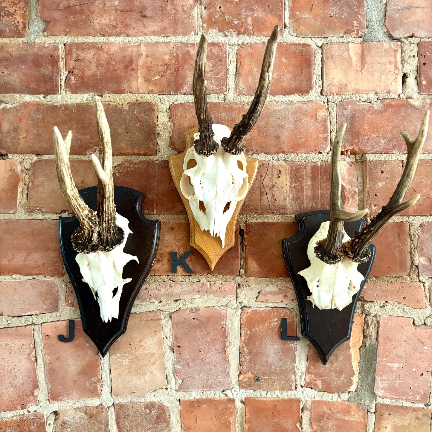 Vintage Mounted Roe Deer Antlers
