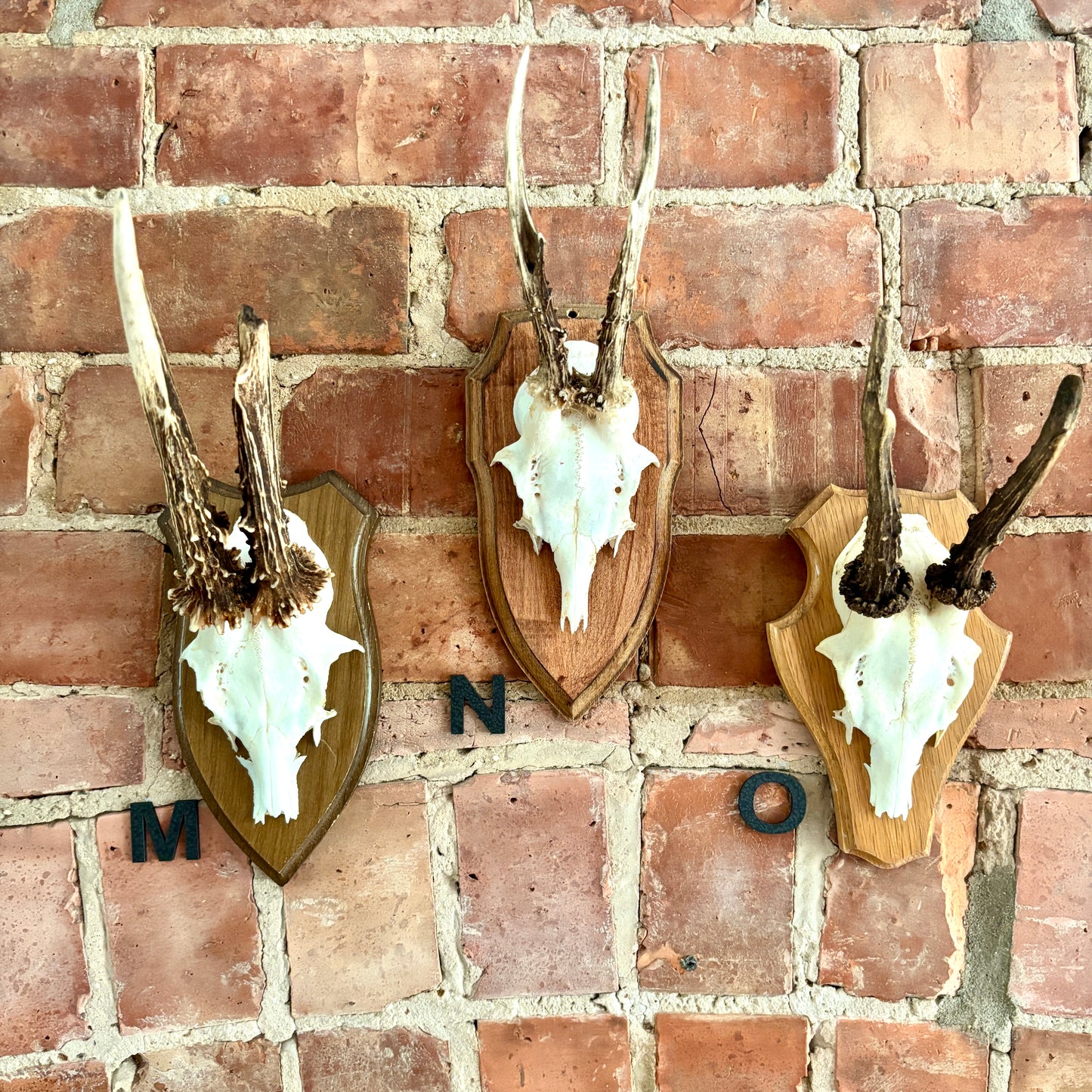 Vintage Mounted Roe Deer Antlers