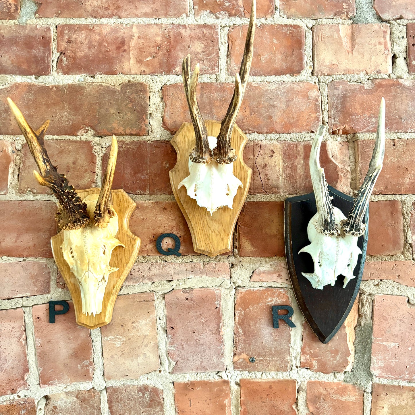 Vintage Mounted Roe Deer Antlers
