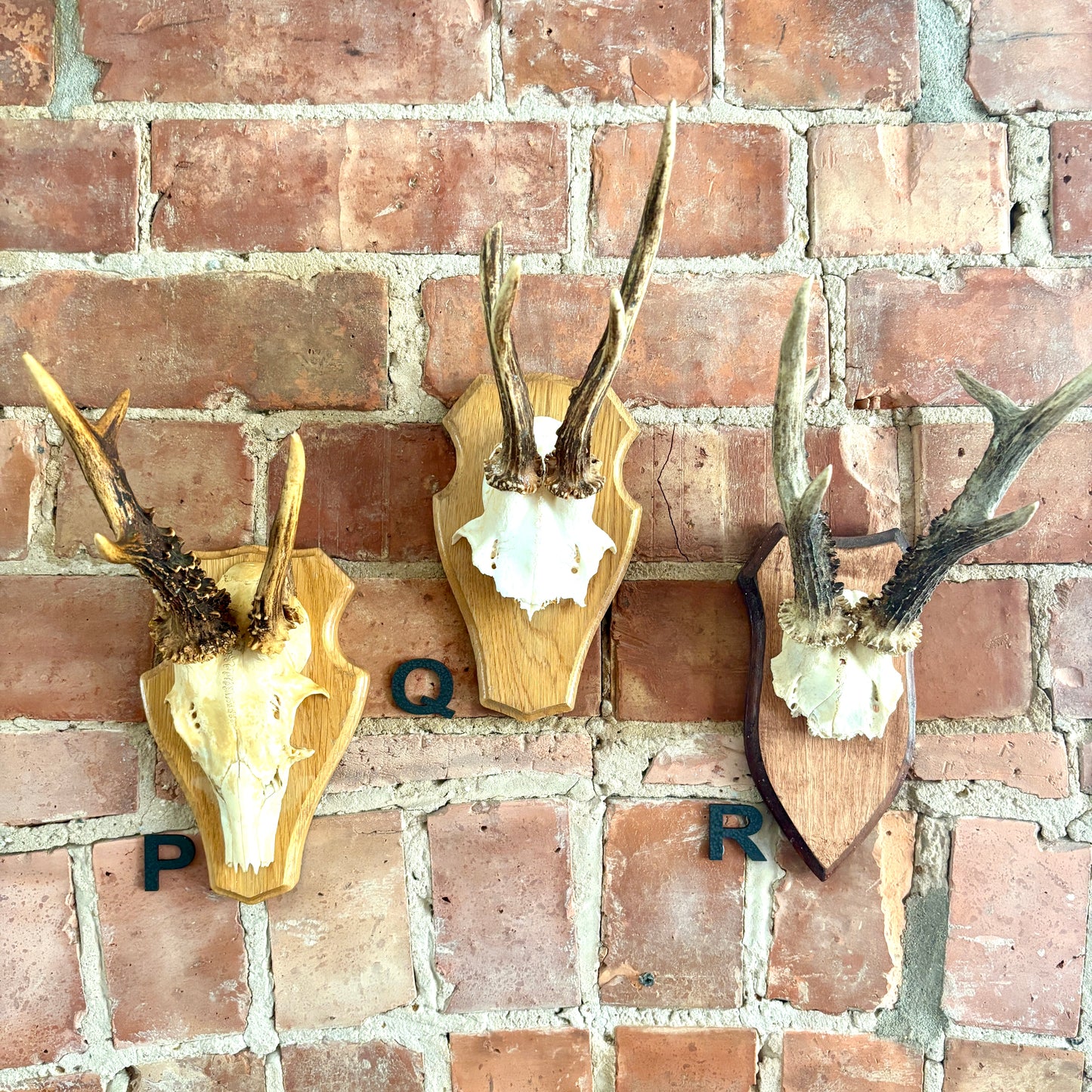 Vintage Mounted Roe Deer Antlers