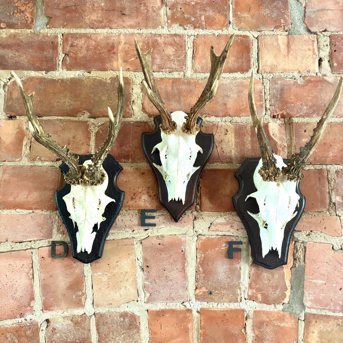 Vintage Mounted Roe Deer Antlers