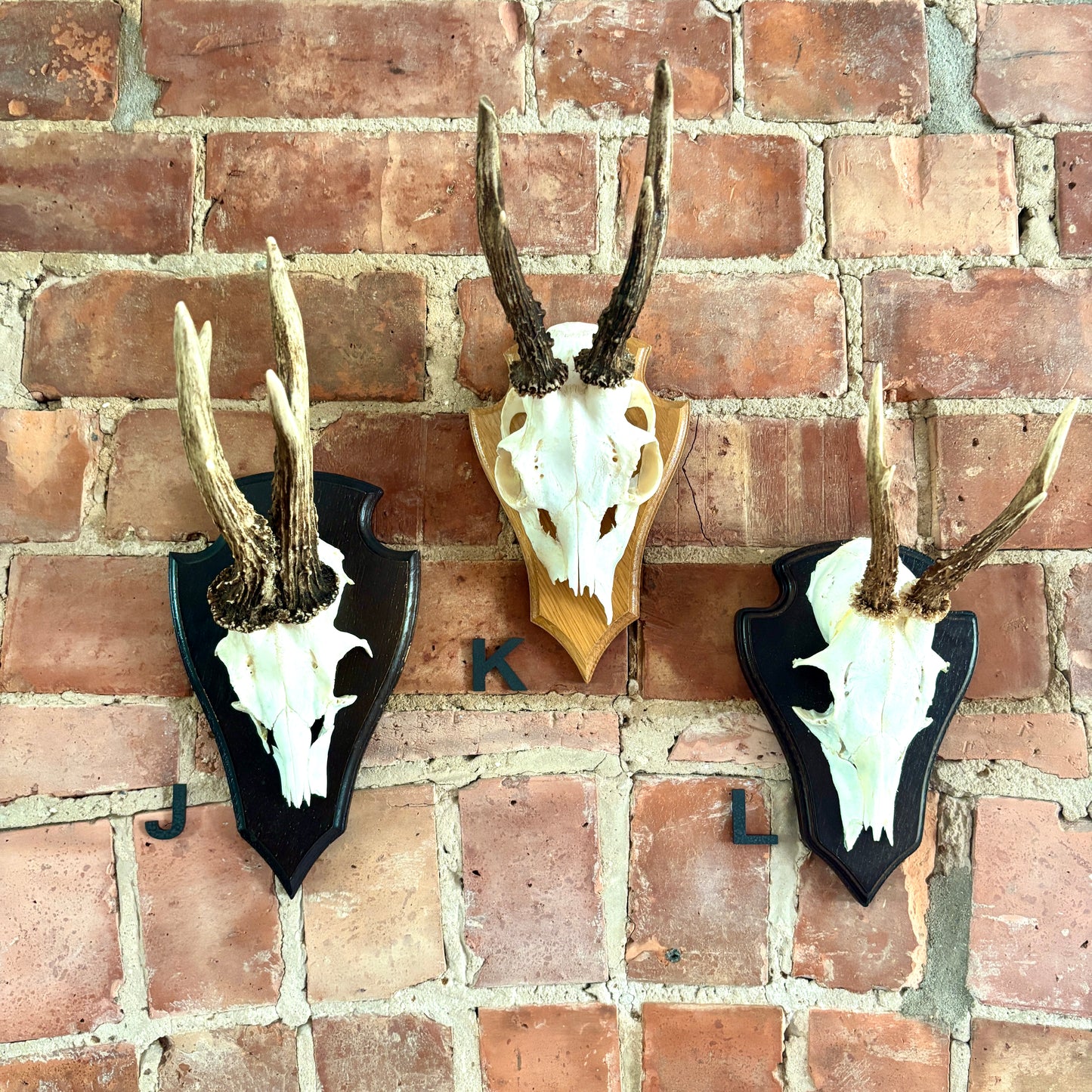 Vintage Mounted Roe Deer Antlers