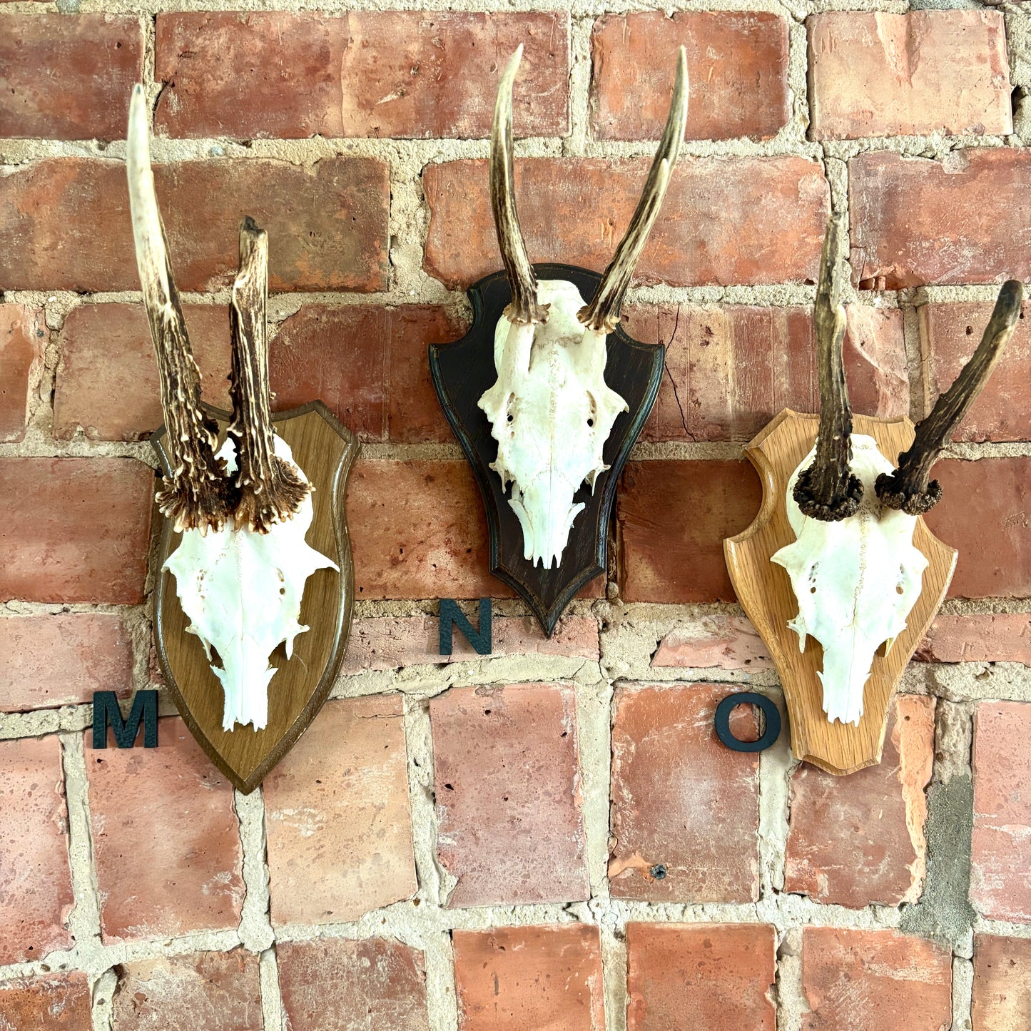 Vintage Mounted Roe Deer Antlers