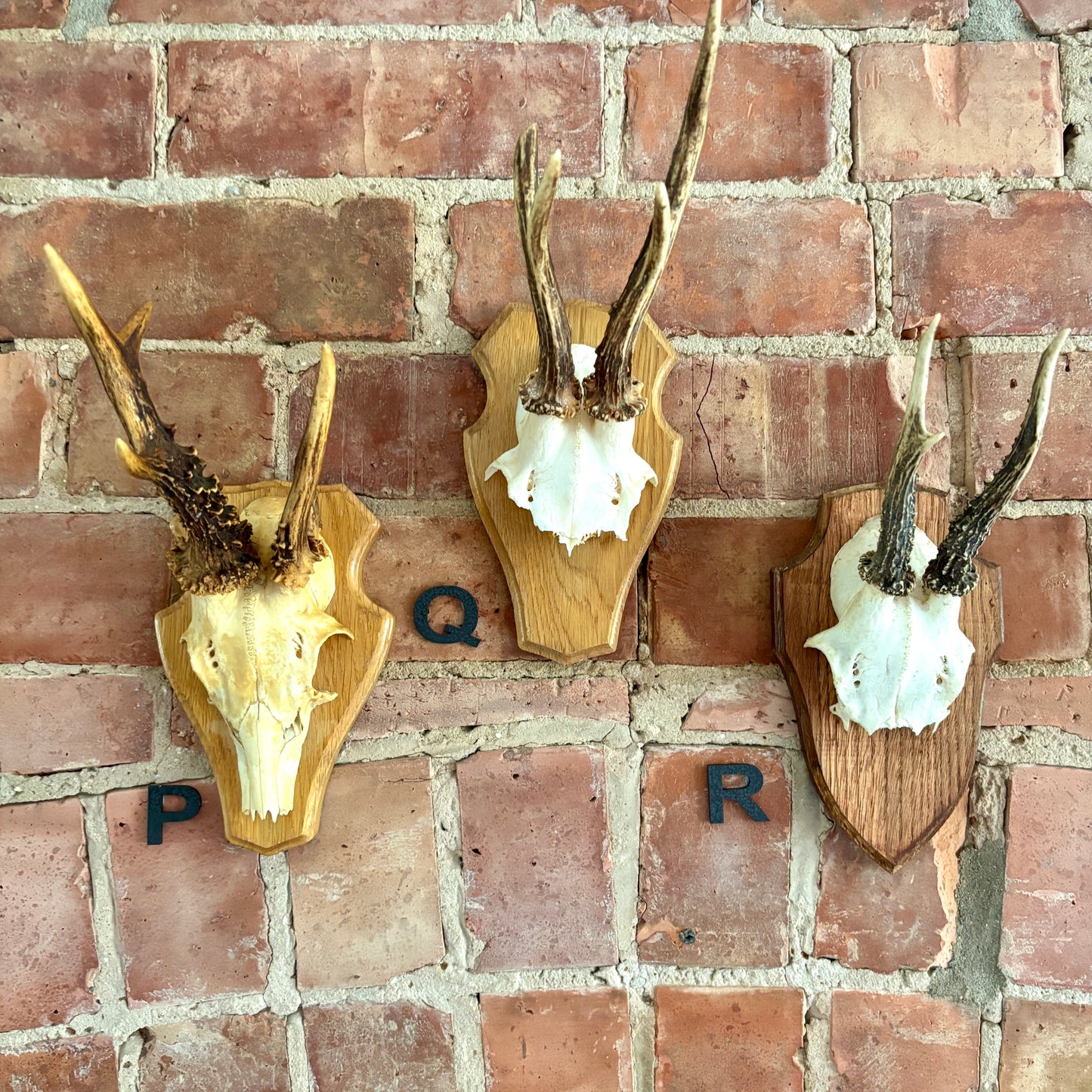 Vintage Mounted Roe Deer Antlers