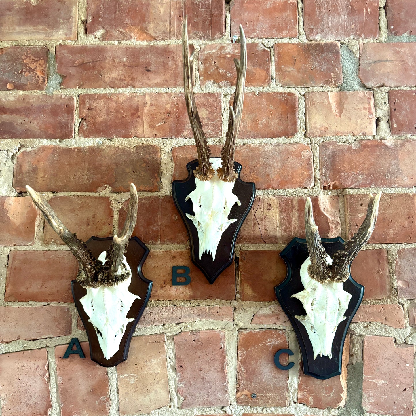 Vintage Mounted Roe Deer Antlers