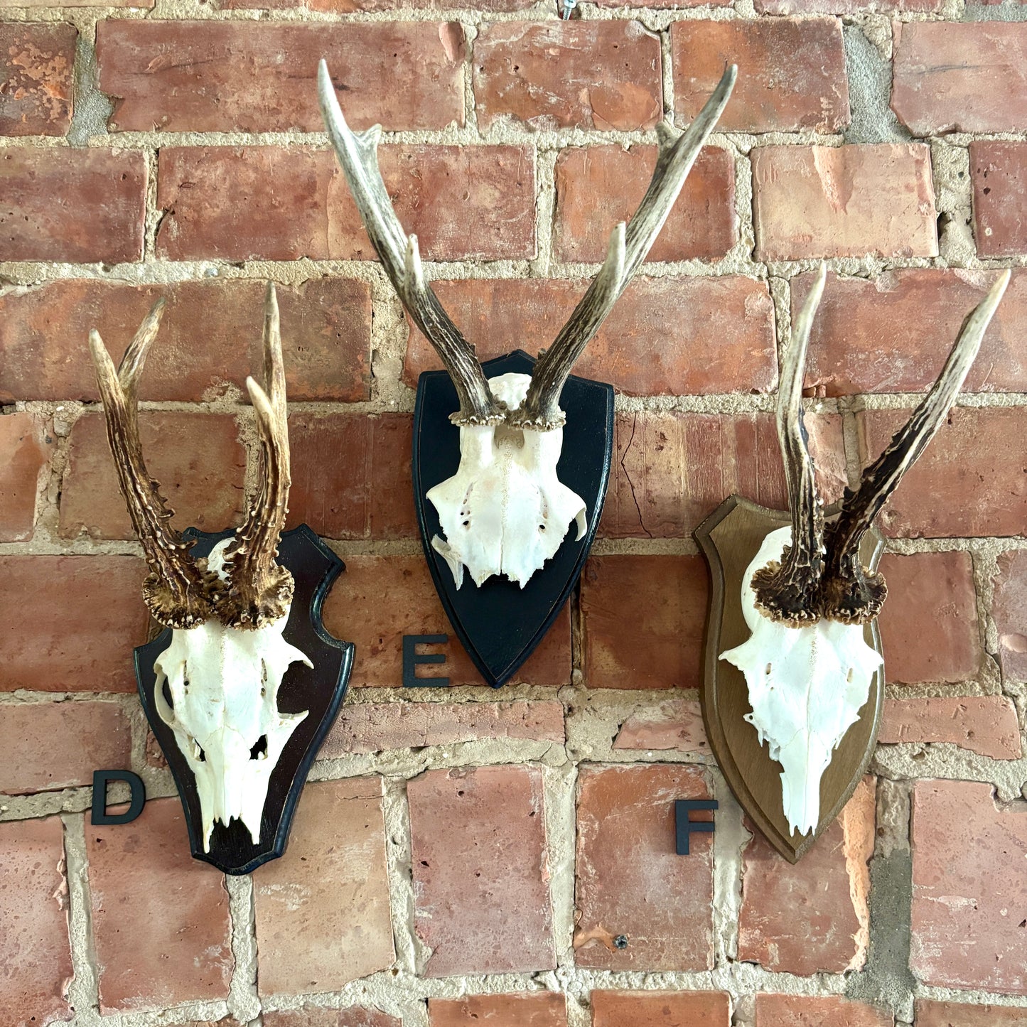 Vintage Mounted Roe Deer Antlers